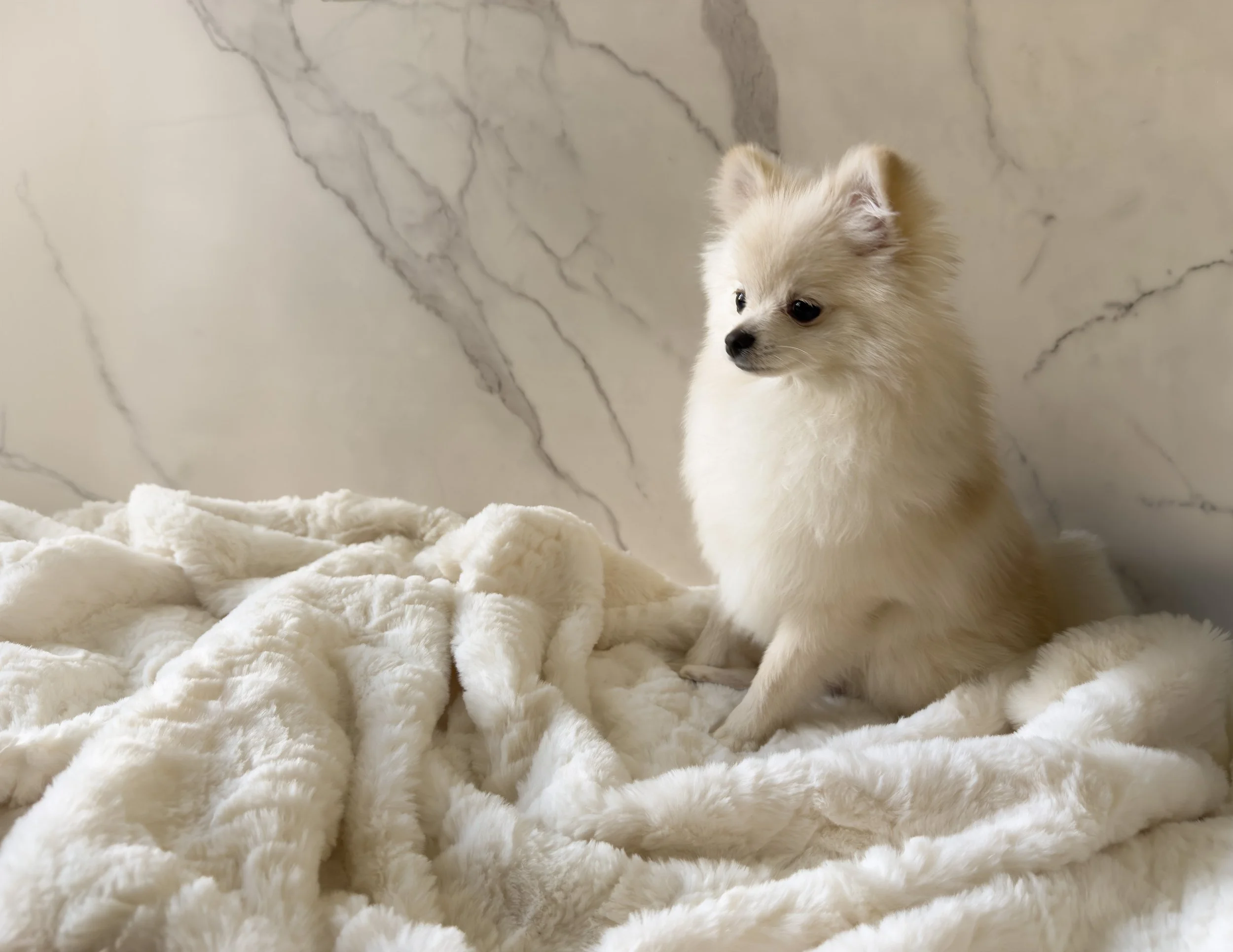 A small cream-colored puppy sitting on a fluffy white blanket with a marble background.
