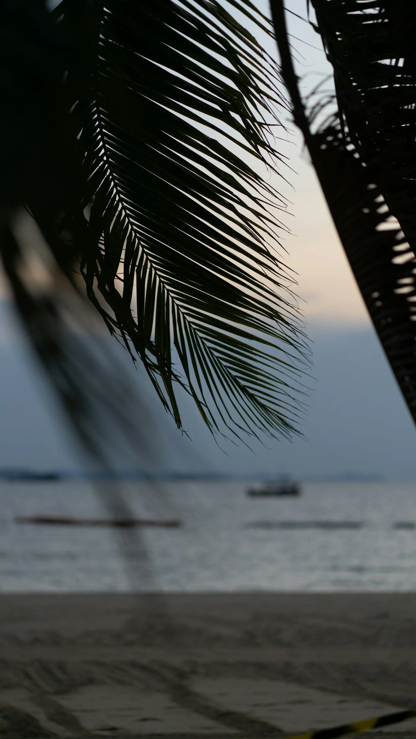 Palm tree leaves on a beach