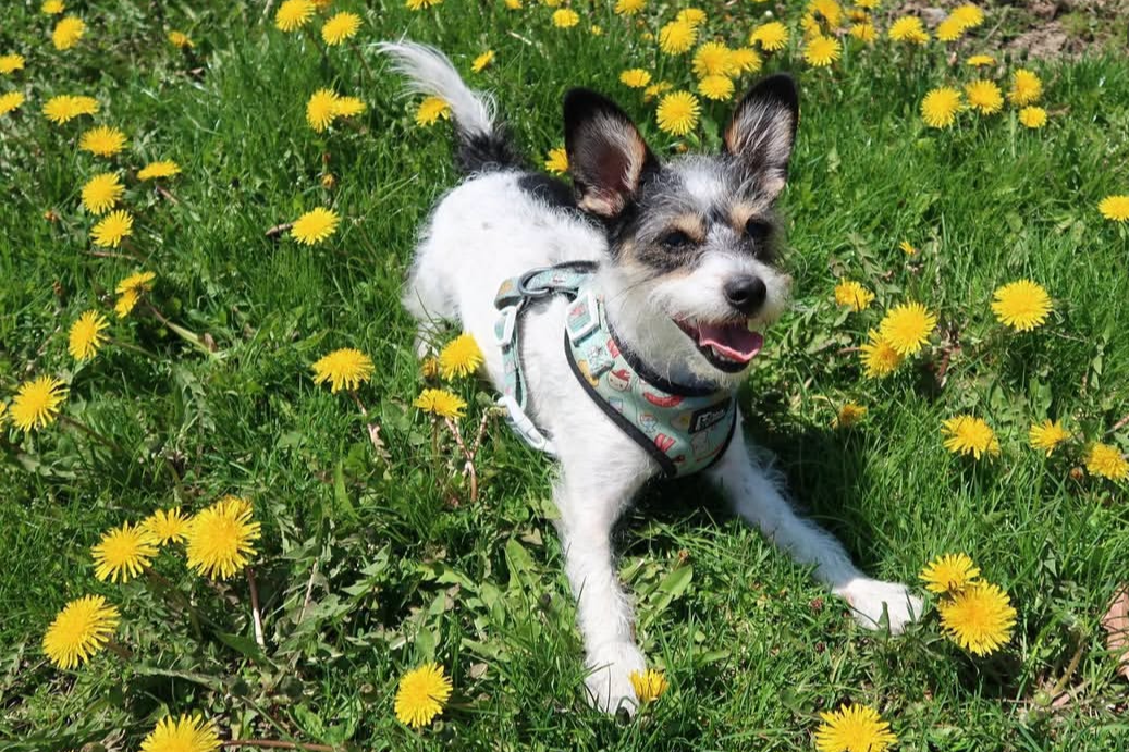 30 Minute Private Walk $35 per walk