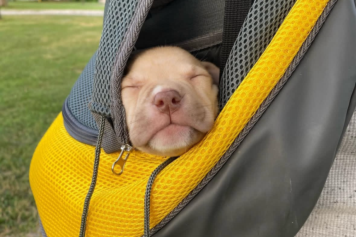 20 - 30 Minute Puppy & Senior Visits $35