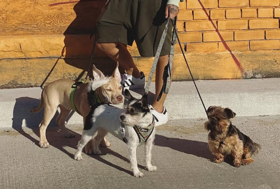 60 Minute Group Walk $32 per walk