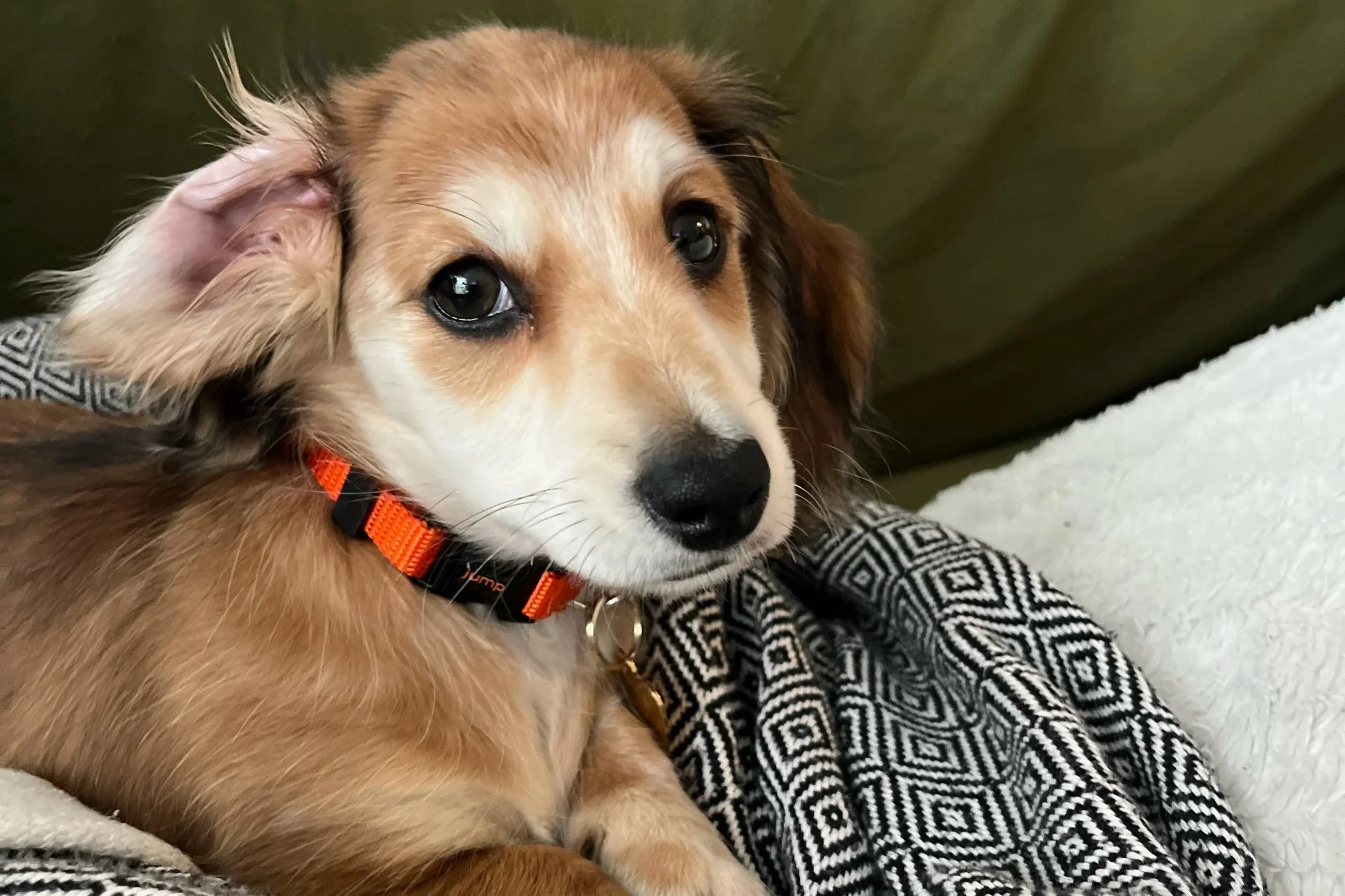 Puppy & Senior Package