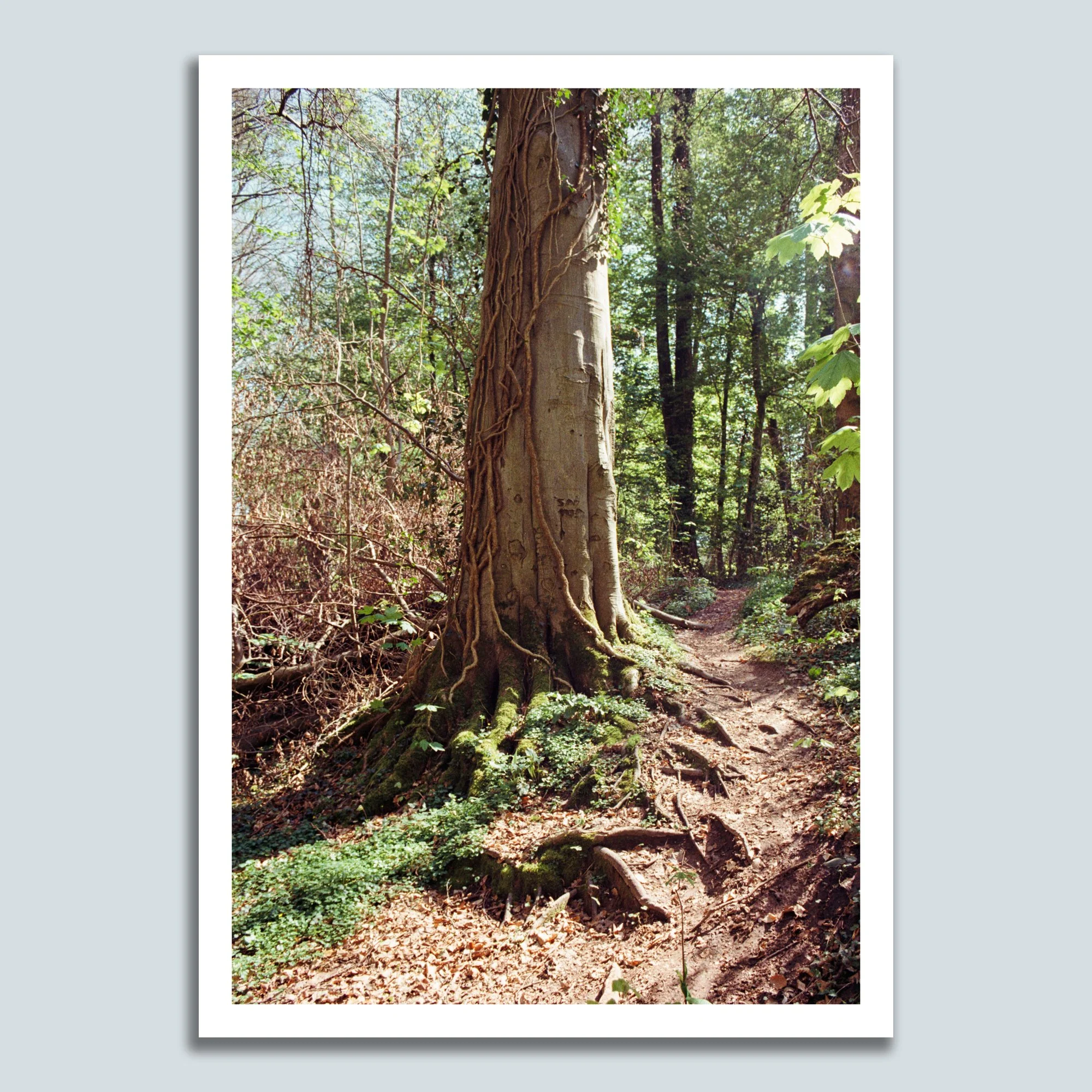 UHLENBACHTAL No.1