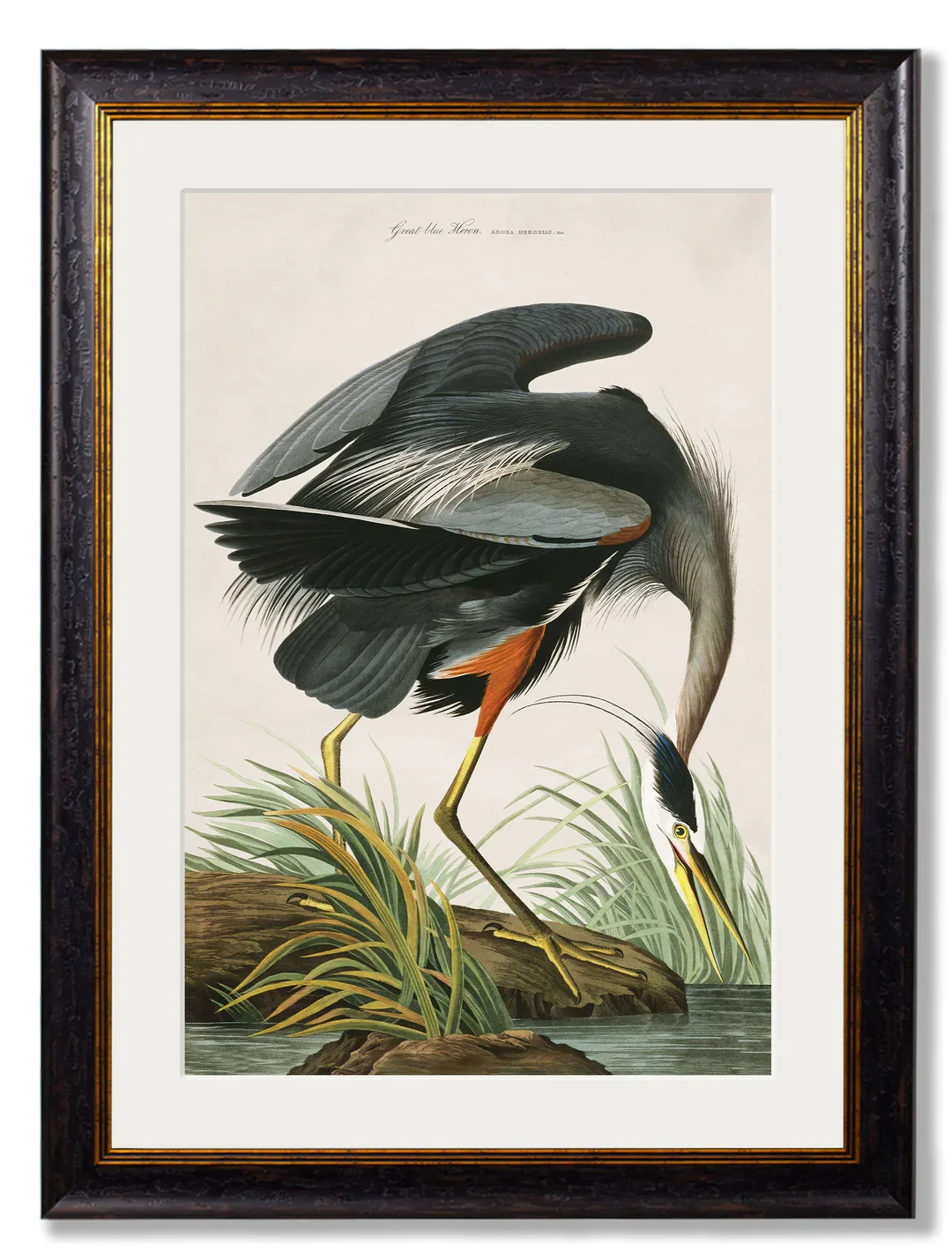GreatBlueHeronA1Mount.webp