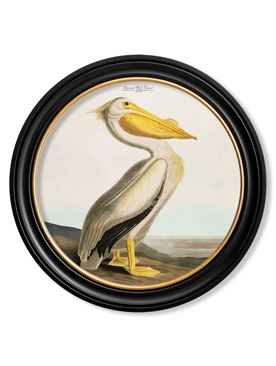 LightPelican270.webp