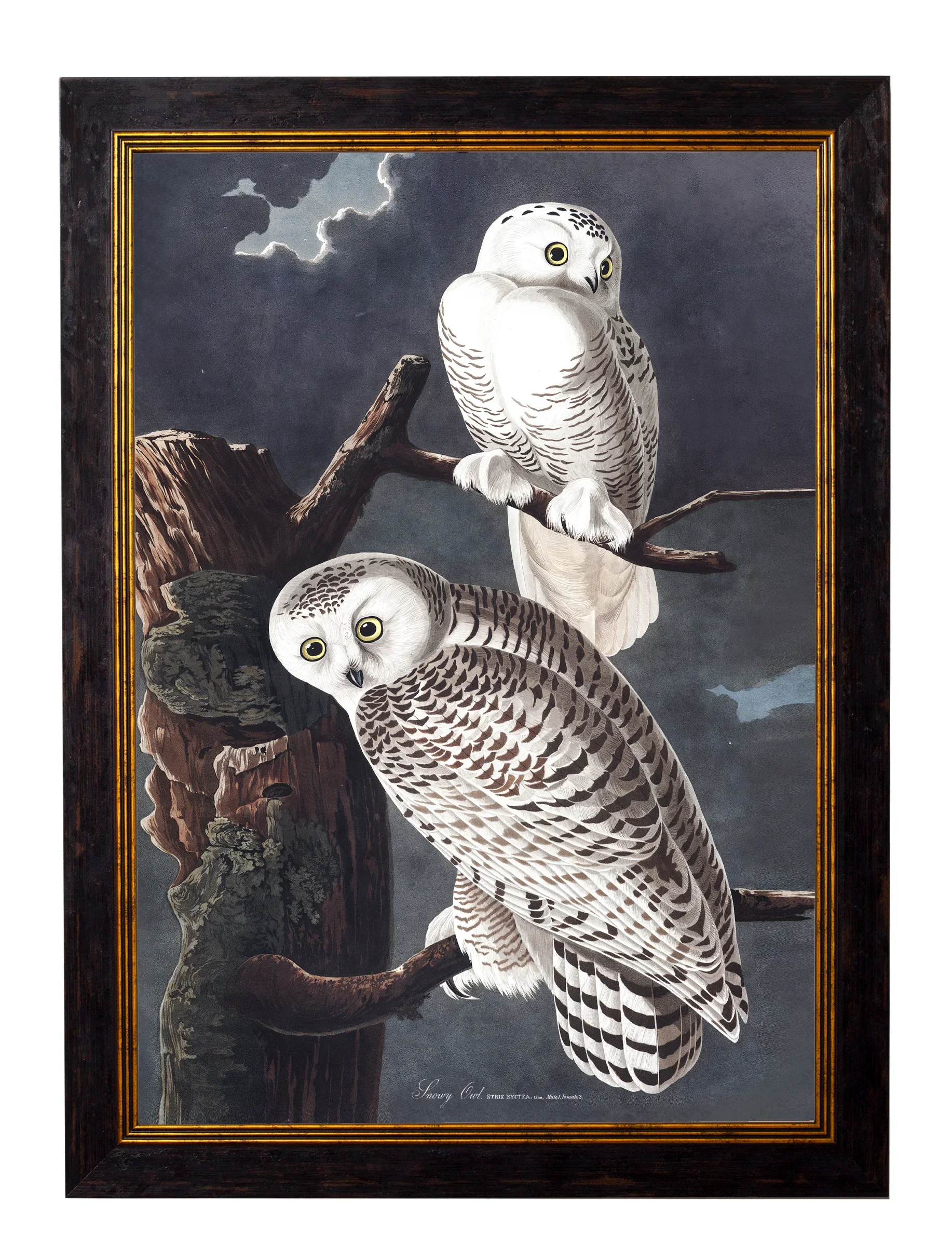 SnowyOwlWithName_79182bcd-ee0f-4751-8e3e-fe05c59f82b2.webp