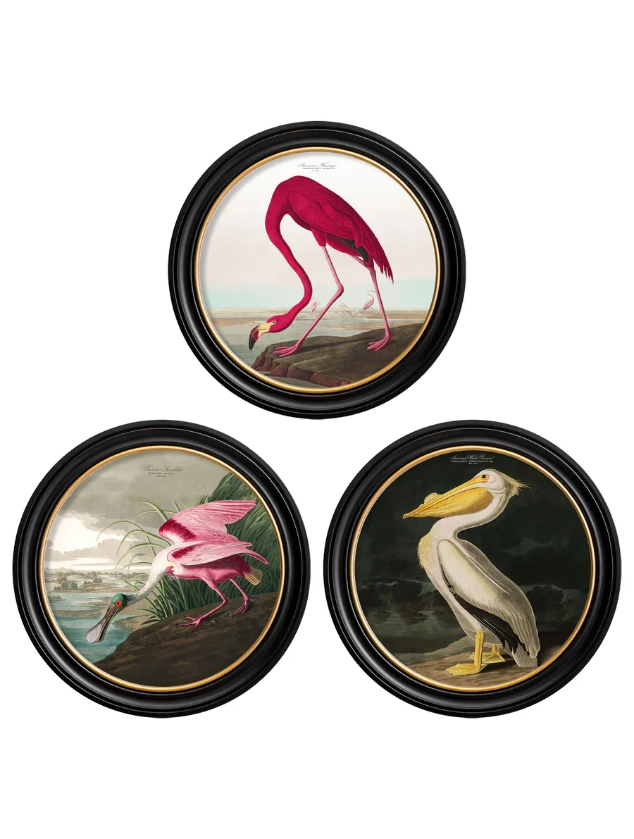 birdsofamerica3.webp