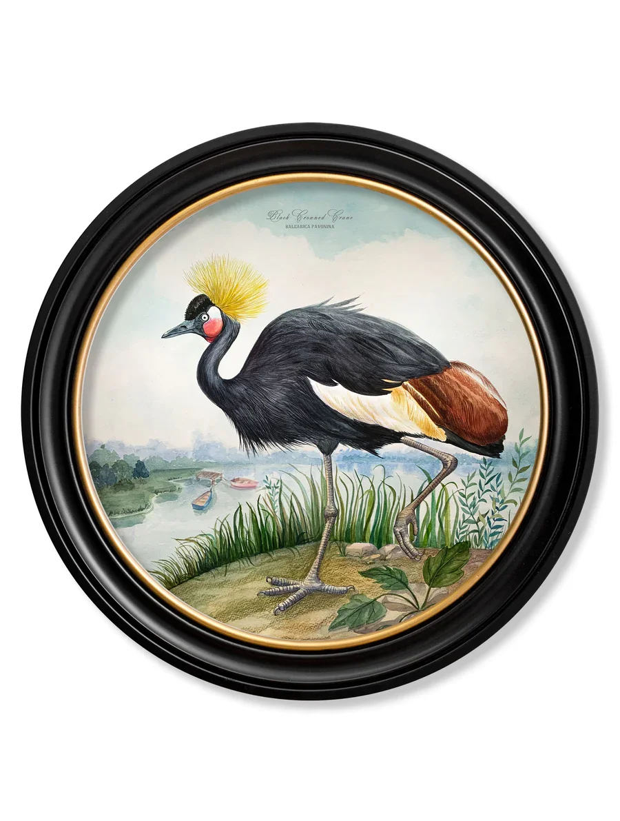 BlackCrownedCrane70.webp