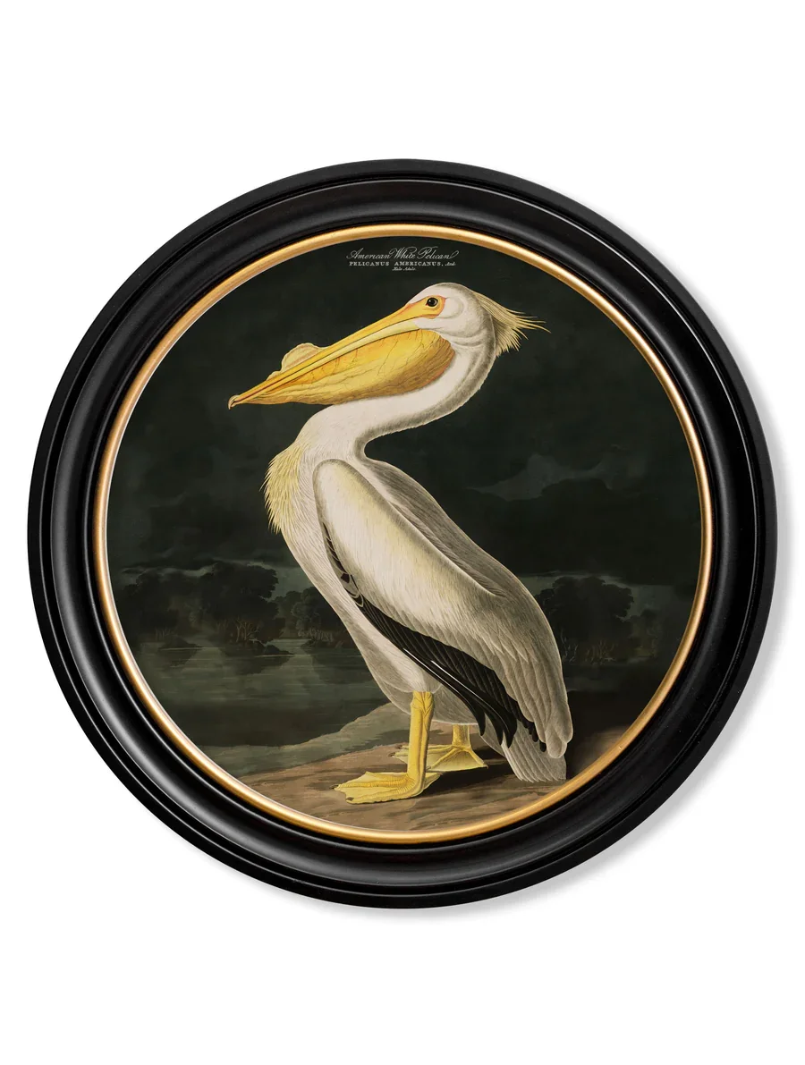 pelicanwithname.webp