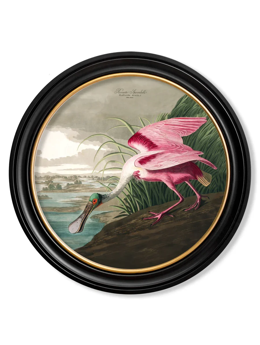 spoonbillwithname.webp