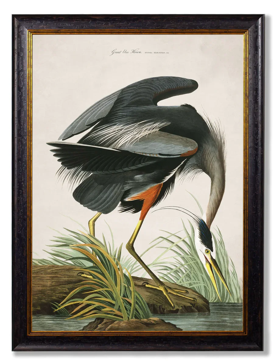 GreatBlueHeronA1.webp