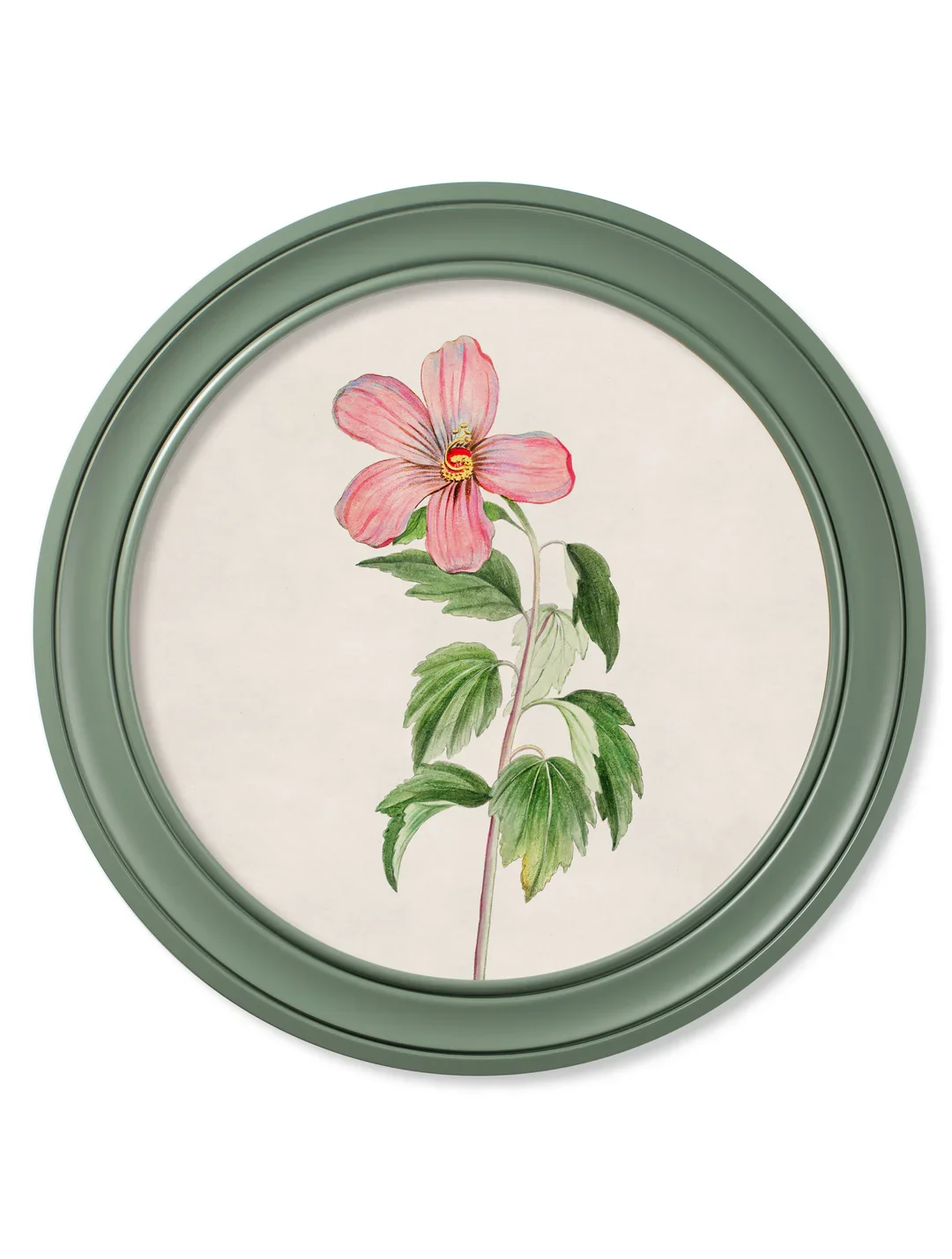 Rose_of_Sharon_70_GREEN_58f232ae-9cb1-4ed7-95f0-b598dae36111.webp