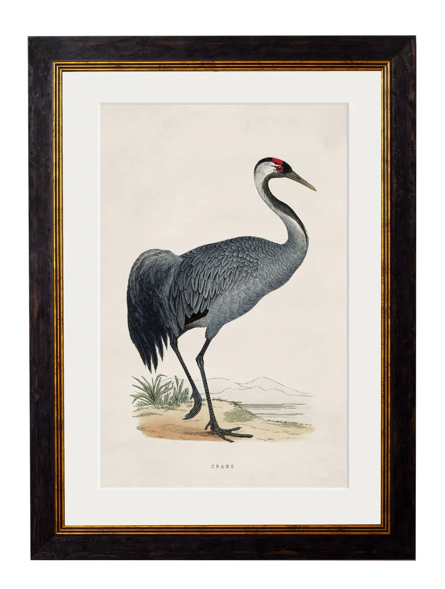 crane.webp