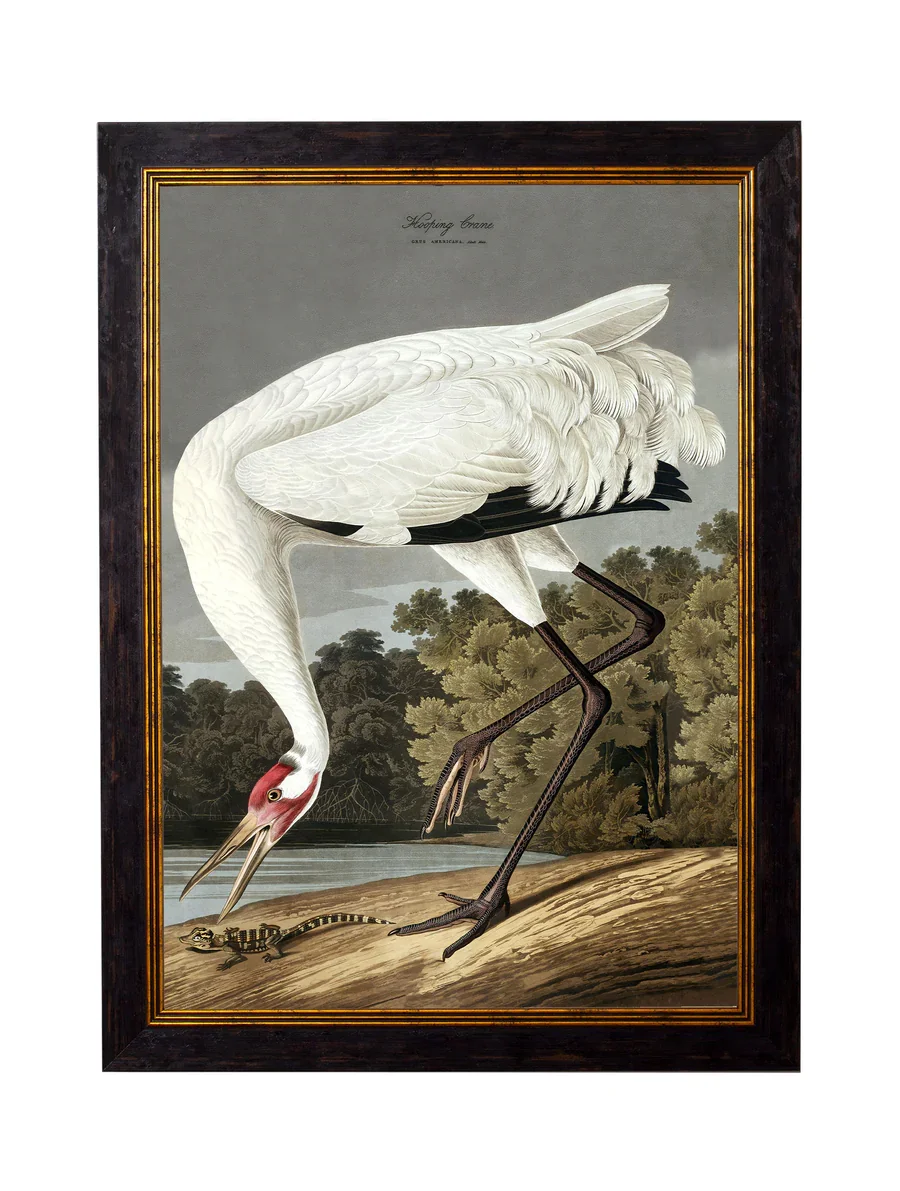 hoopingcranea3.webp