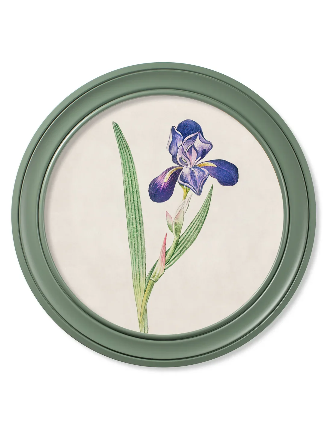 Bearded_Iris_70_GREEN_c99f9d18-9273-4e68-beb2-9e22f99acfd7.webp