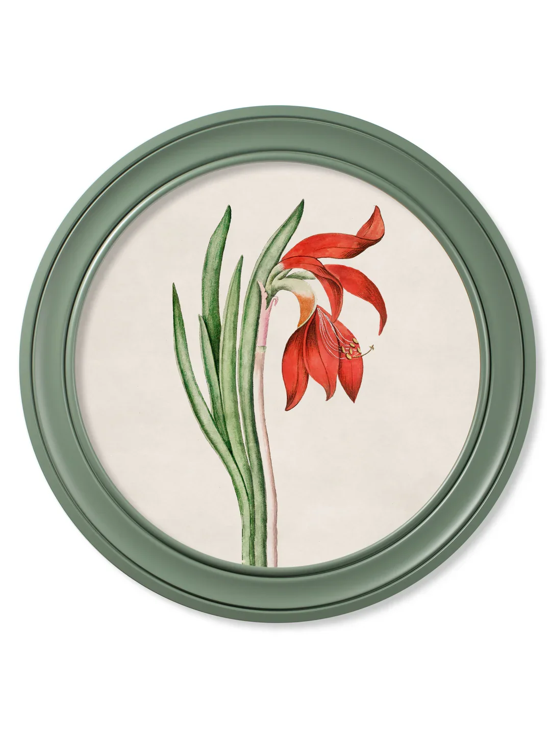 Lilly_Daffodil_70_GREEN_33627e4e-b486-4c9f-be78-1d3762d6ae75.webp