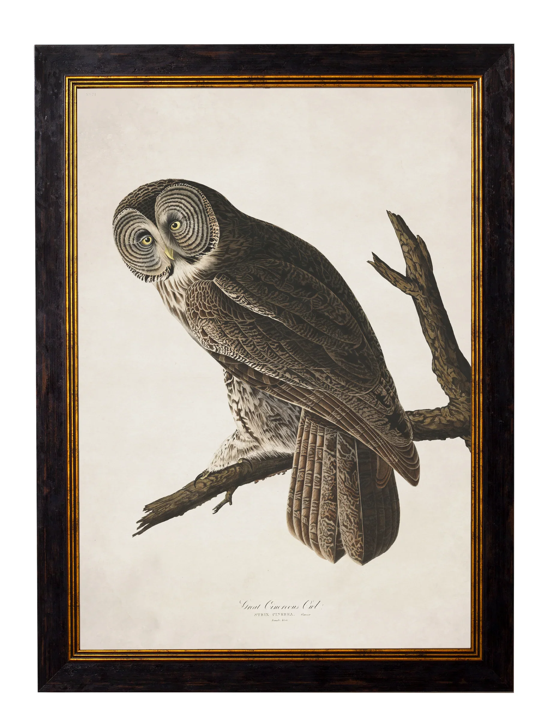 greatcinowlwithname.webp