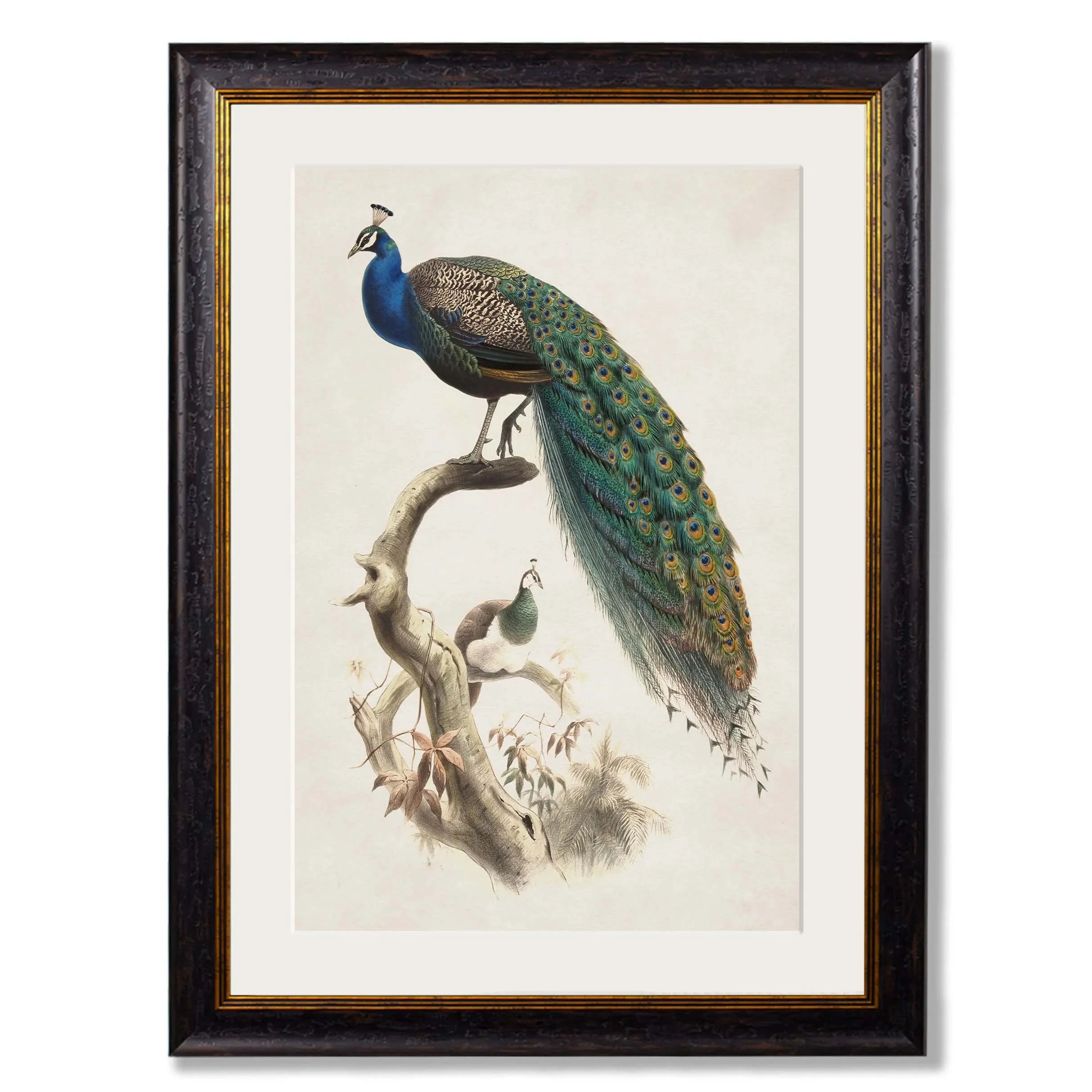 indianpeacock.jpg