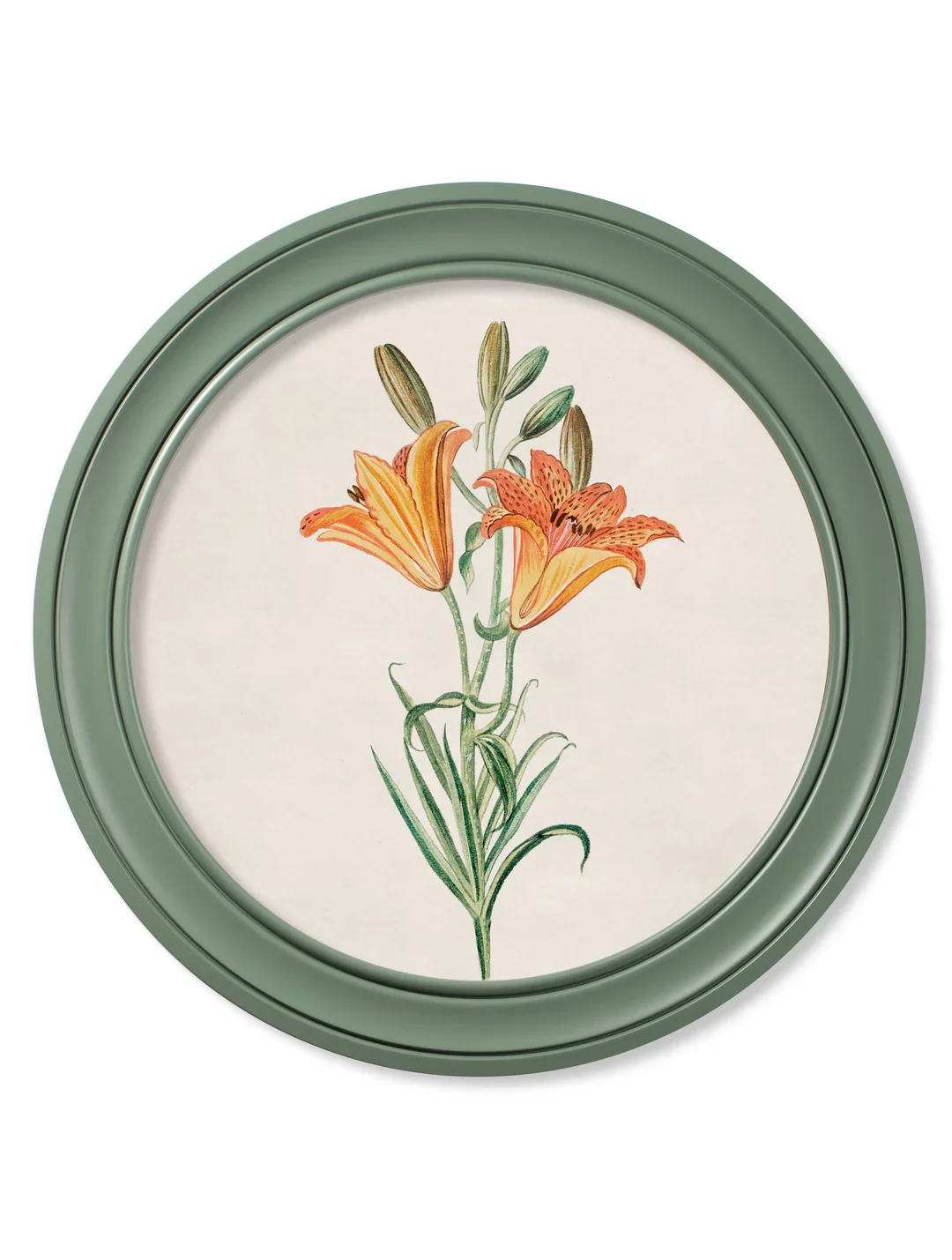 Orange_Lilly_70_GREEN_9e010d40-17cc-46be-aa78-1b6269c561b4.webp