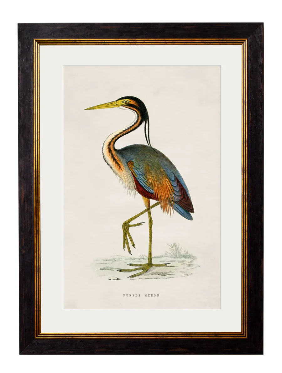 purpleheron.webp