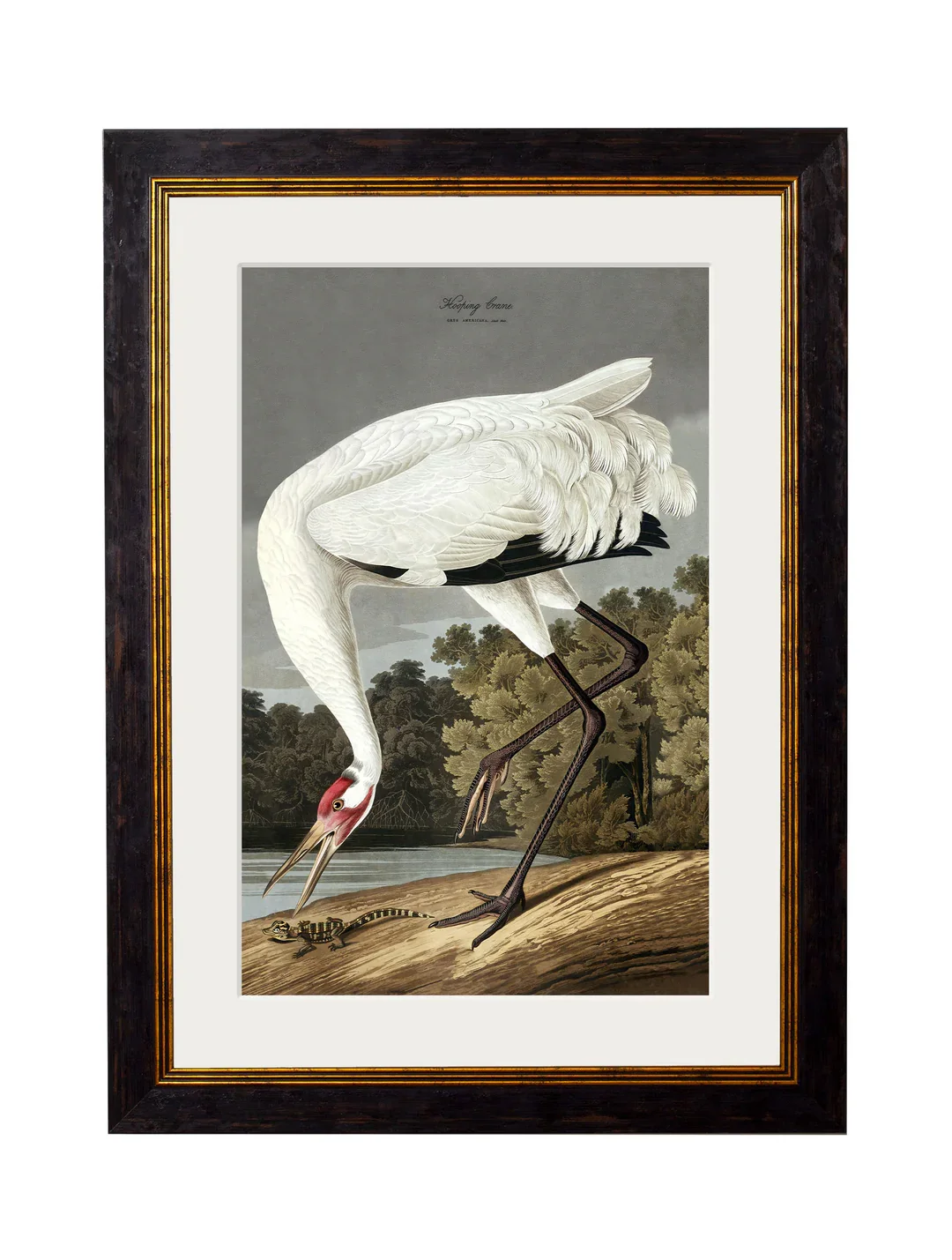 hoopingcranea3mount.webp