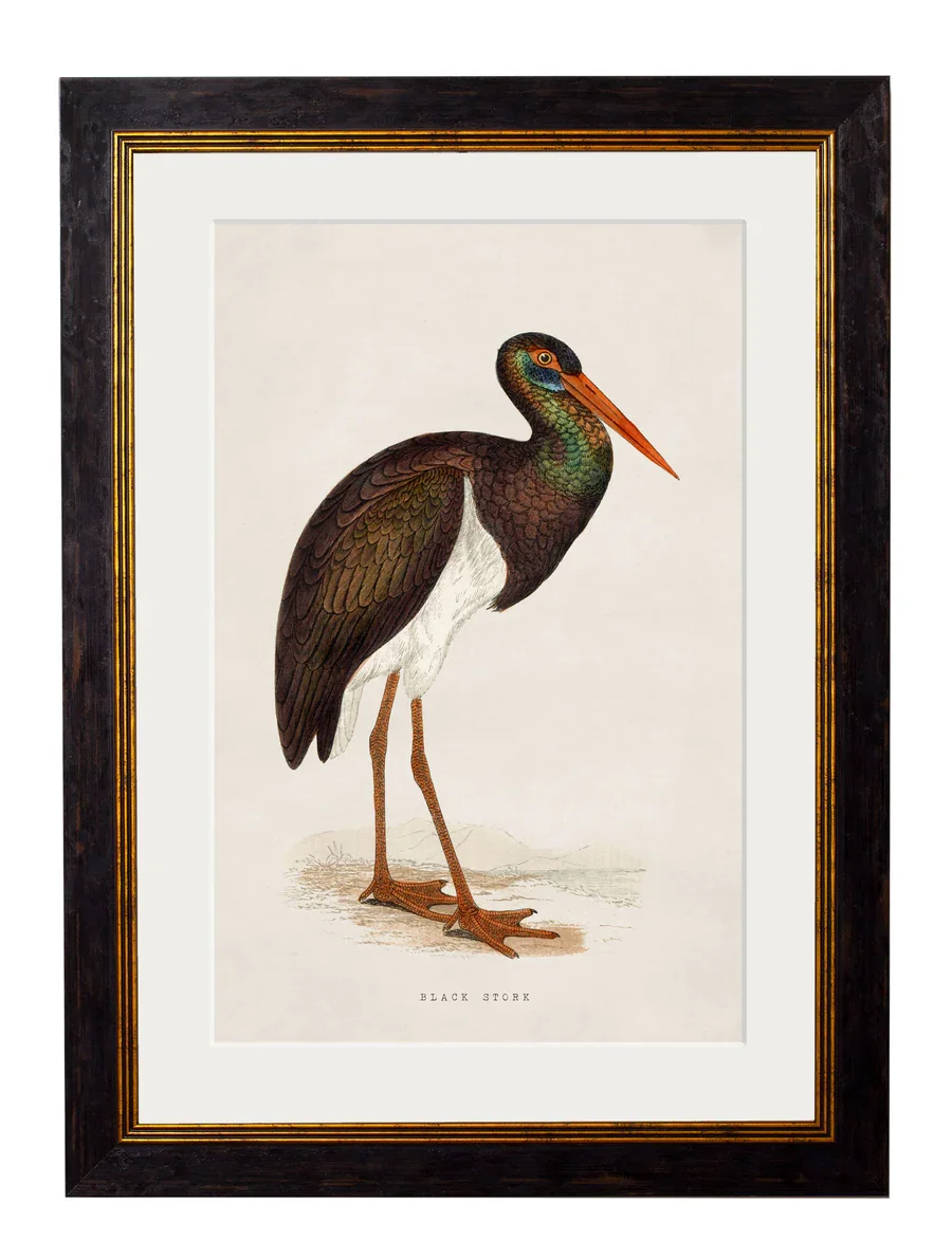 blackstork.webp