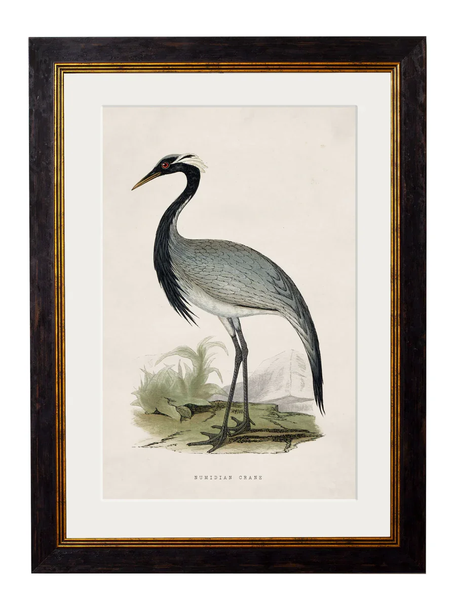 numidiancrane.webp