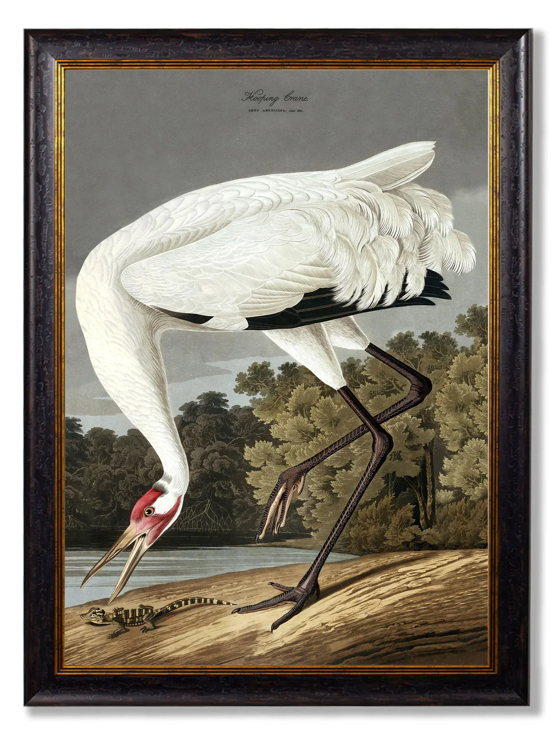 hoopingcranea1.webp