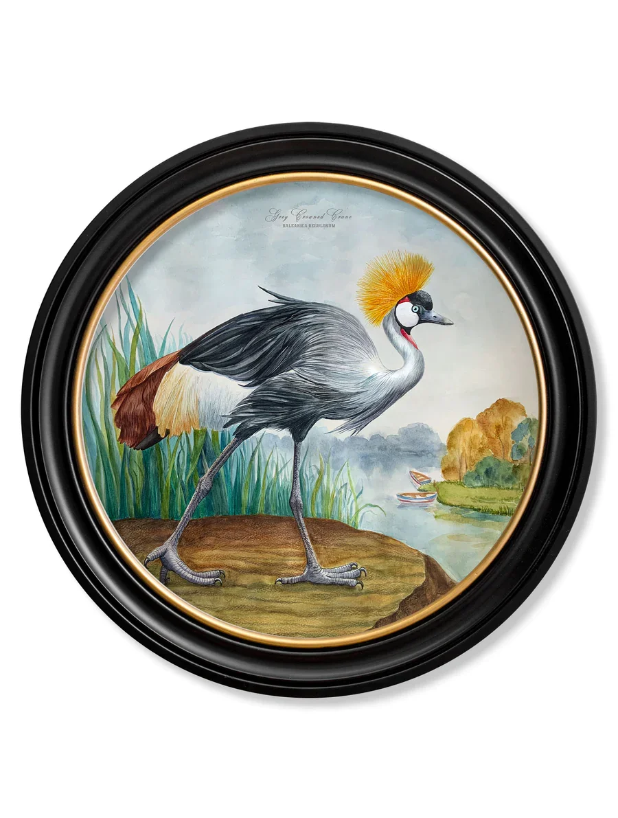 GreyCrownedCrane70.webp