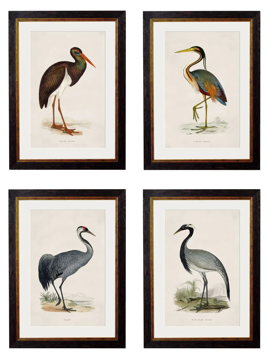 wadingbirdss.webp
