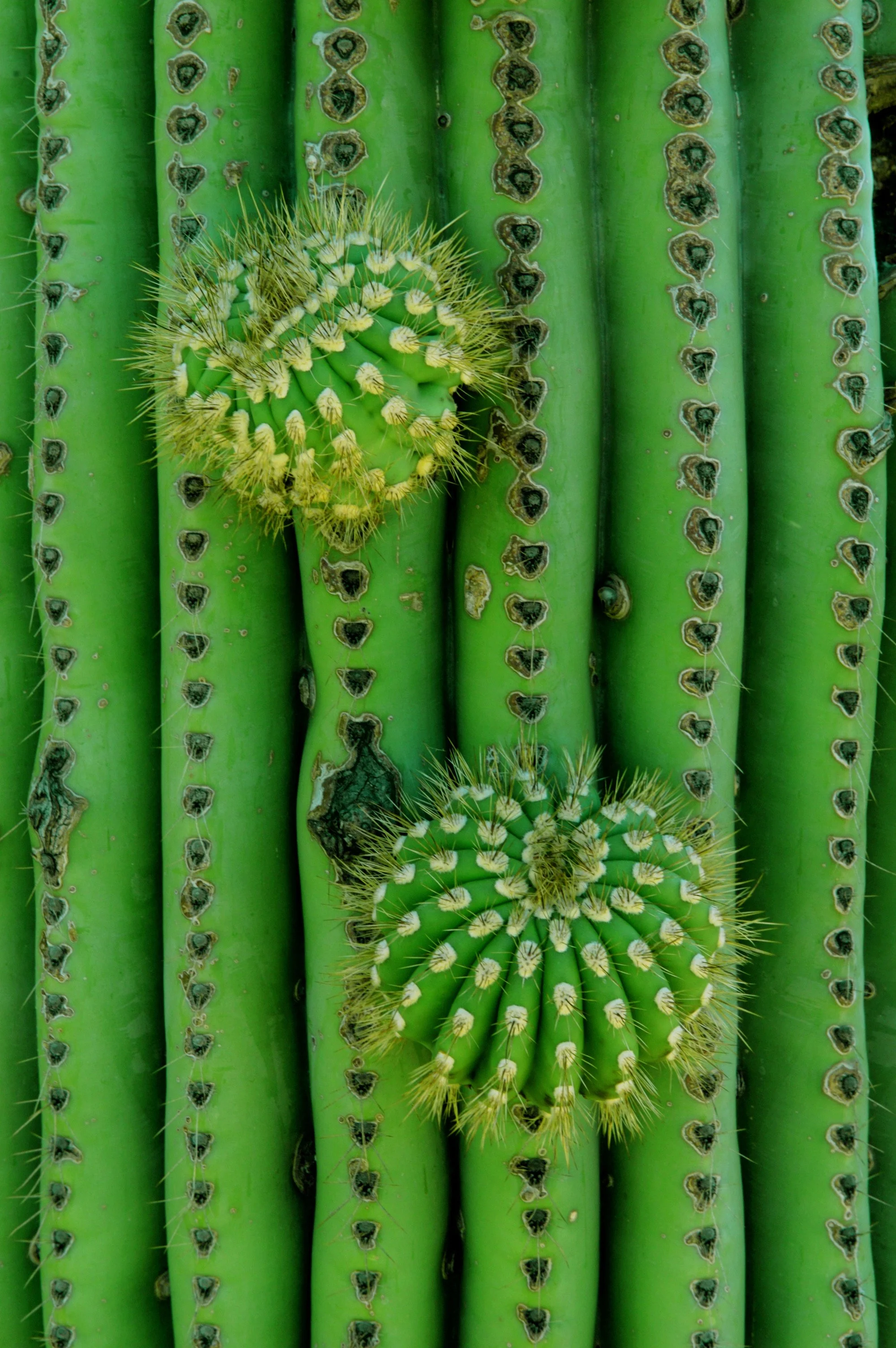 Saguoro Cactus_Original.JPEG