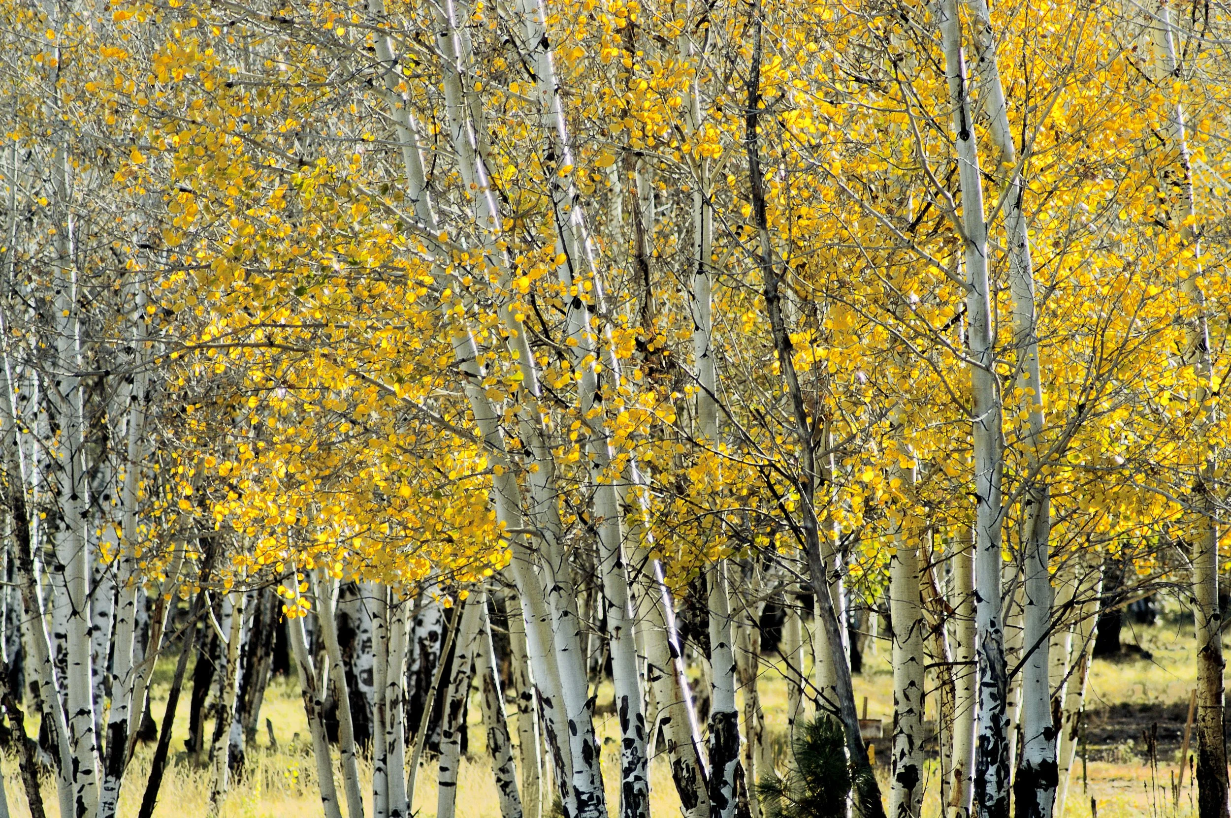 Yellow Trees_Original.JPEG