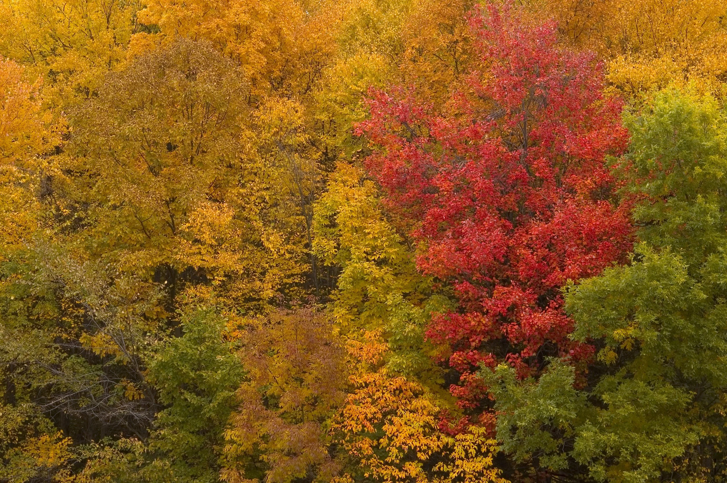 DSC_0031-color burst trees_Original.JPEG
