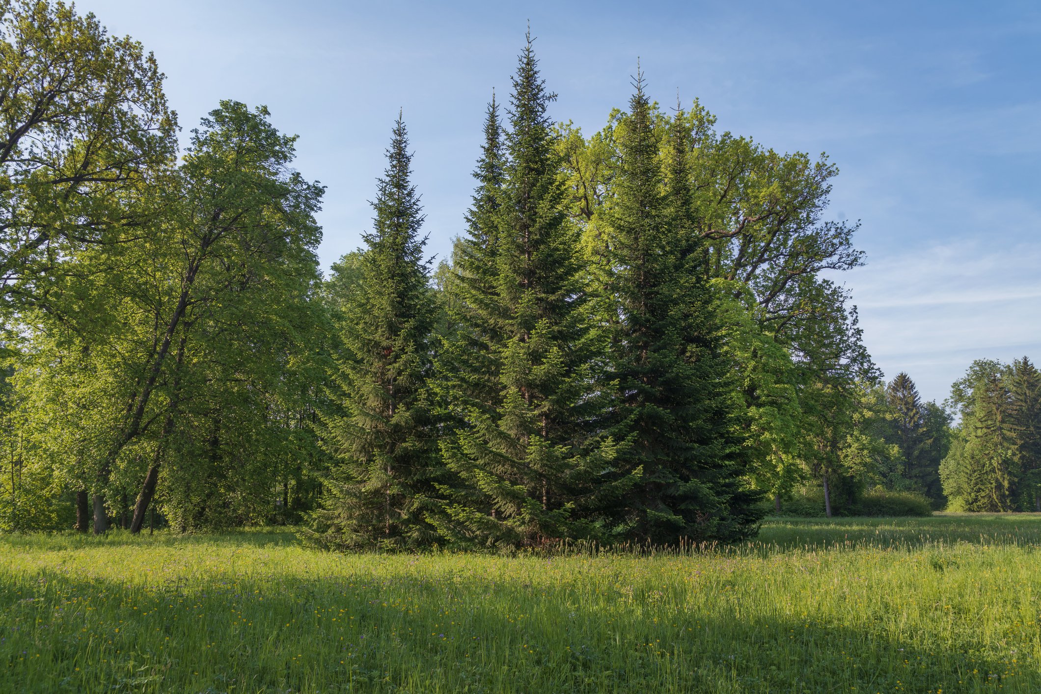 A forest clearing with a mix of tall evergreen and deciduous trees under a clear blue sky.