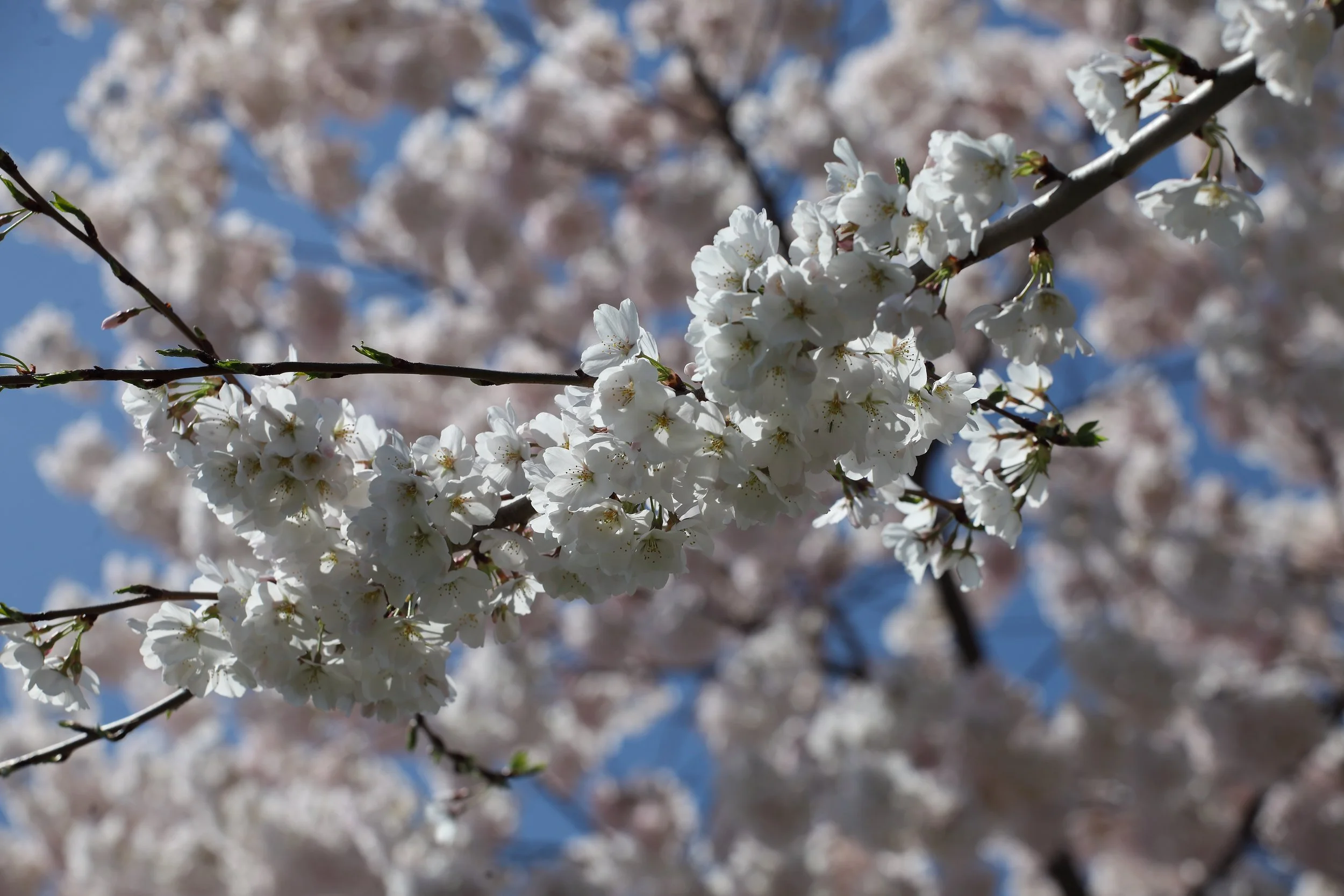 Cherry Blossom Festival049.jpeg