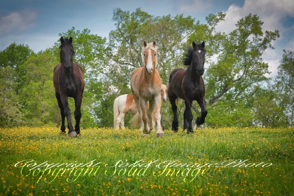 Horses at Enterprise034.jpg