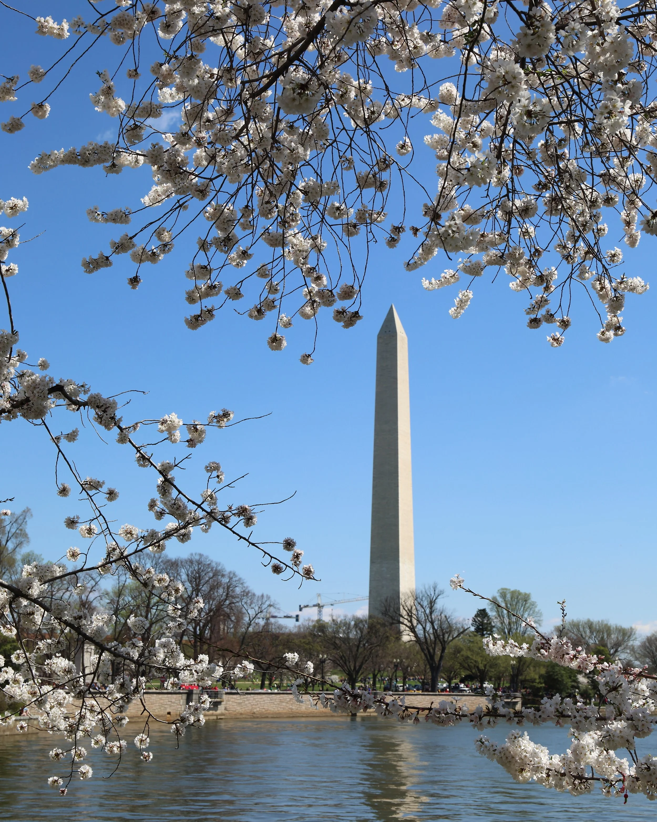 Cherry Blossom Festival069.jpeg