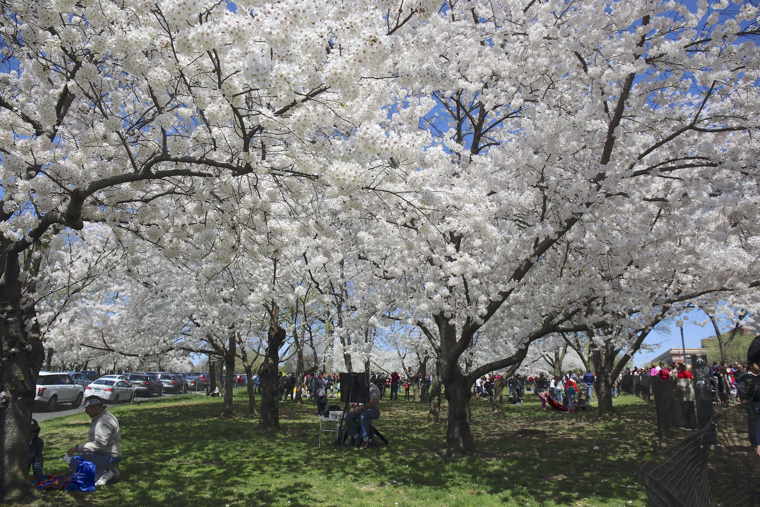 Cherry Blossom Festival137.jpeg