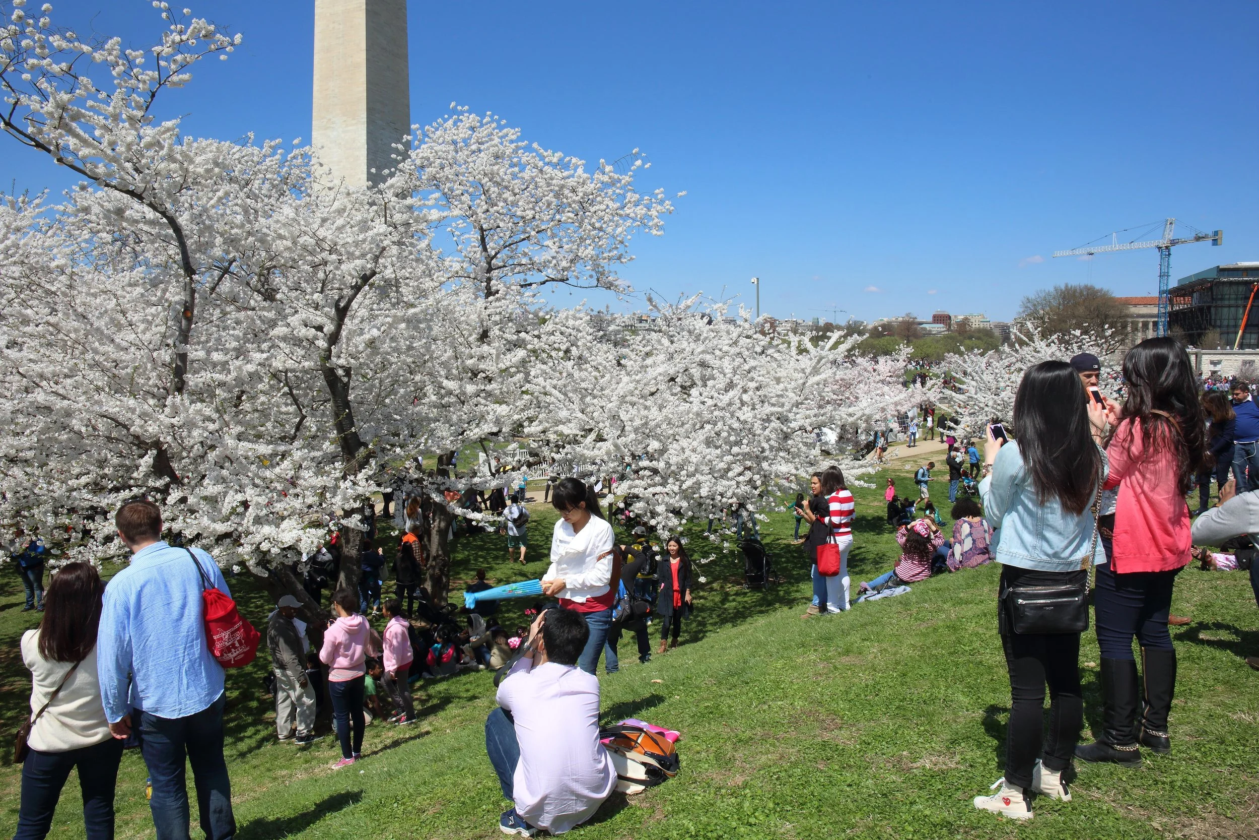 Cherry Blossom Festival170.jpeg