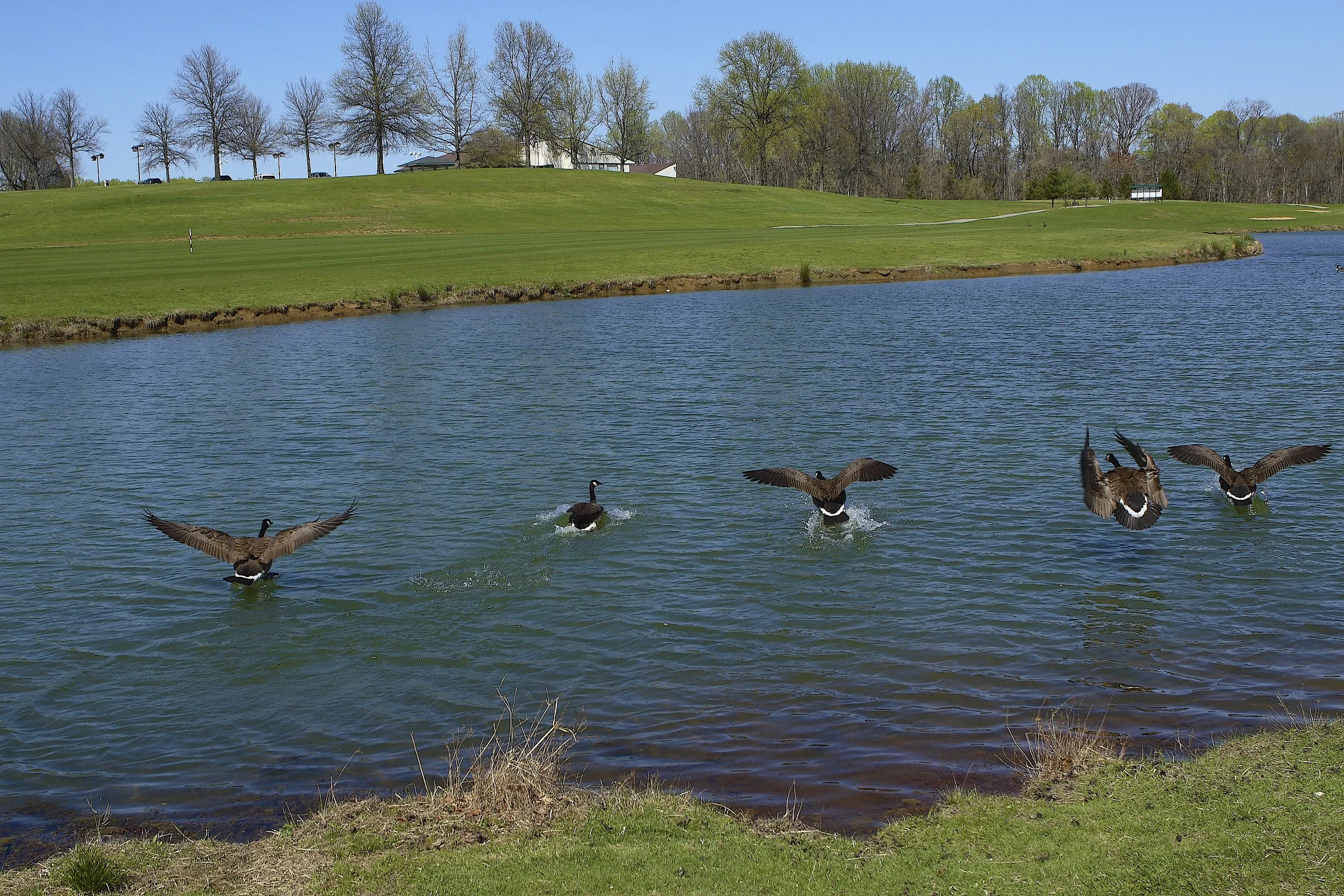 Four Canada geese landing on a Lake Arbor with the first tee and the clubhouse in the background.