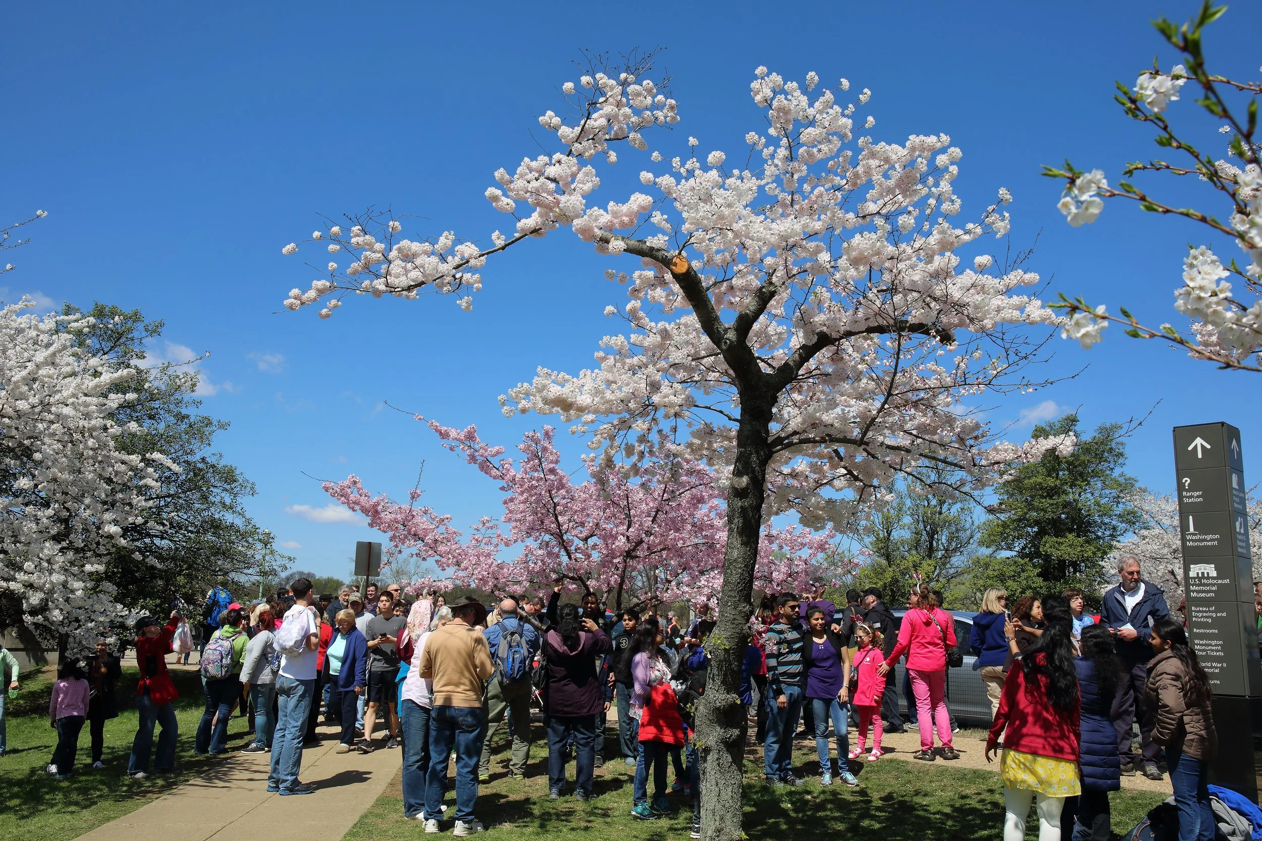 Cherry Blossom Festival090.jpeg