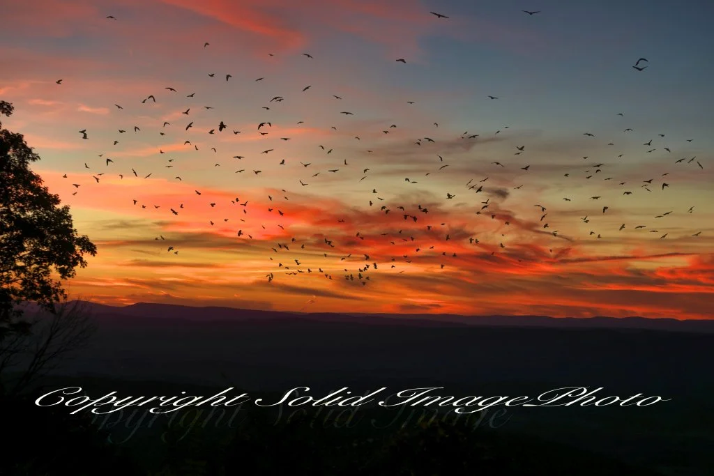 Birds at sunset in Shenandoah Valley.jpg