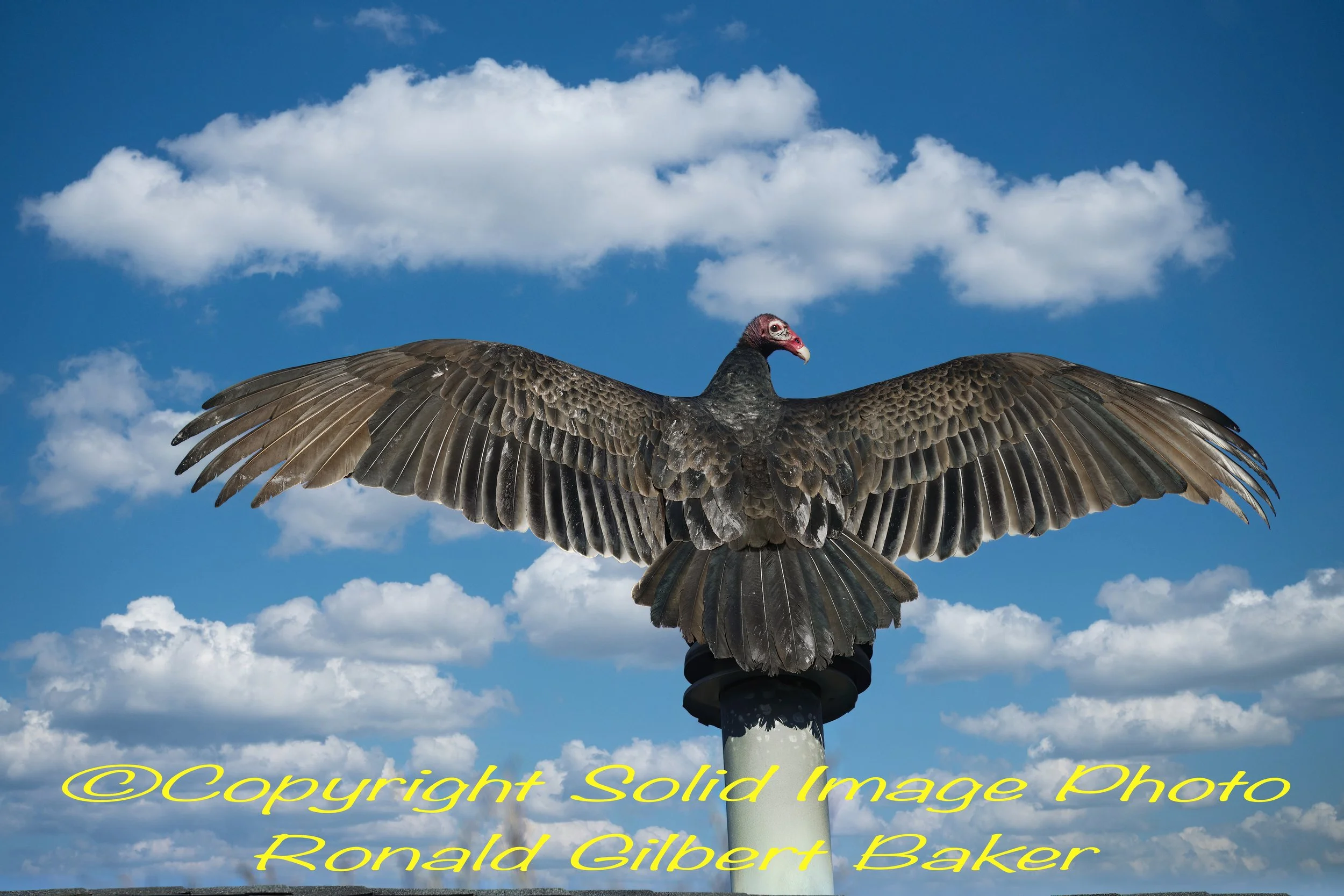Vulture on Sugar Maple026B-Focus-topaz-denoise-sharpen_pe.jpeg