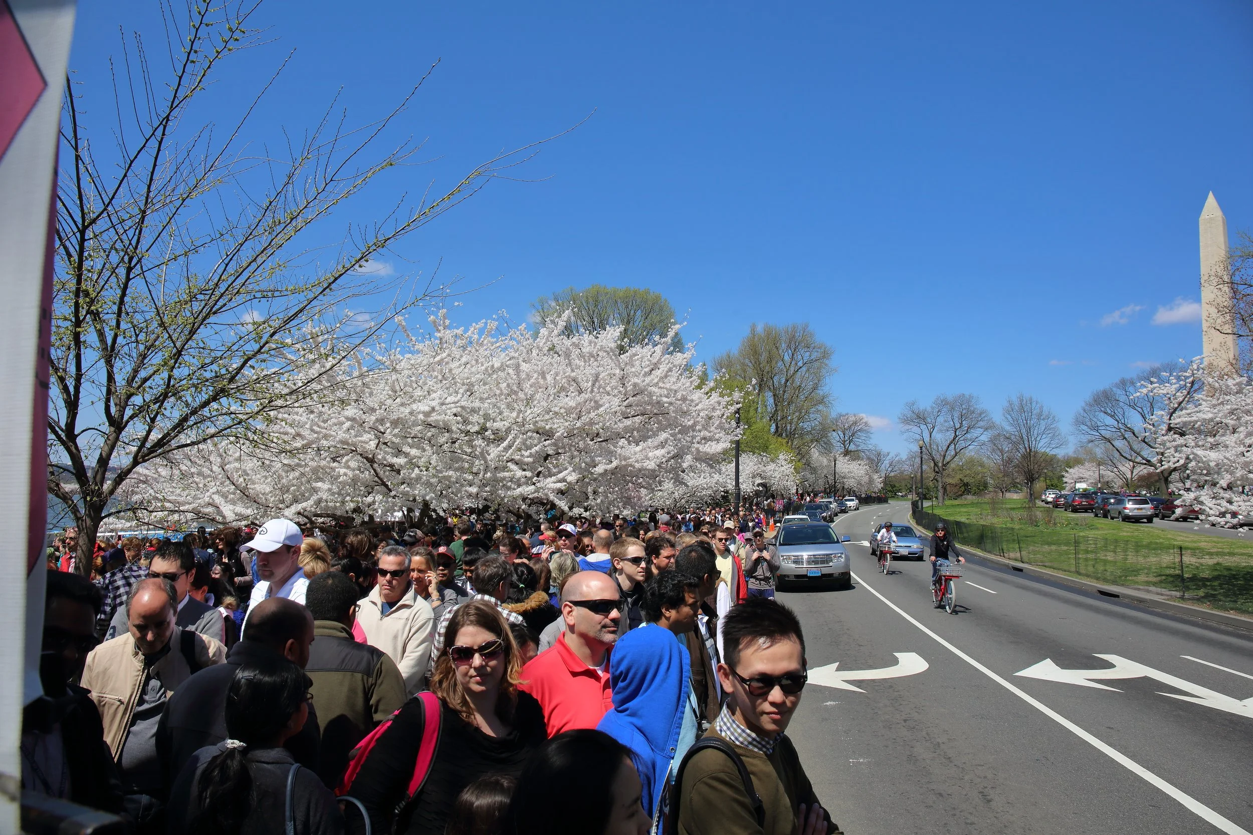 Cherry Blossom Festival136.jpeg