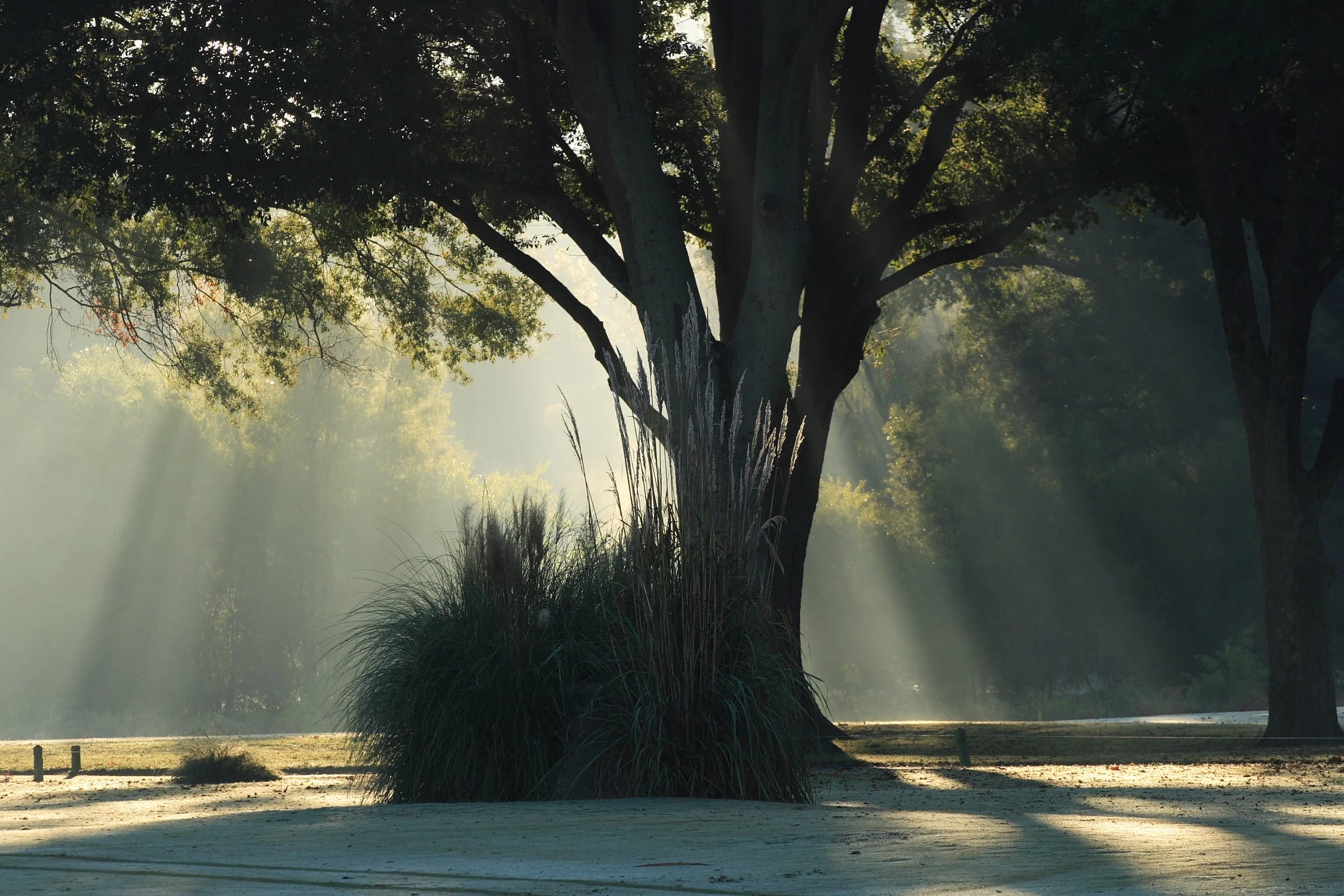 Sunlight filtering through trees in a park, casting shadows on the ground near a large tree and tall grass.