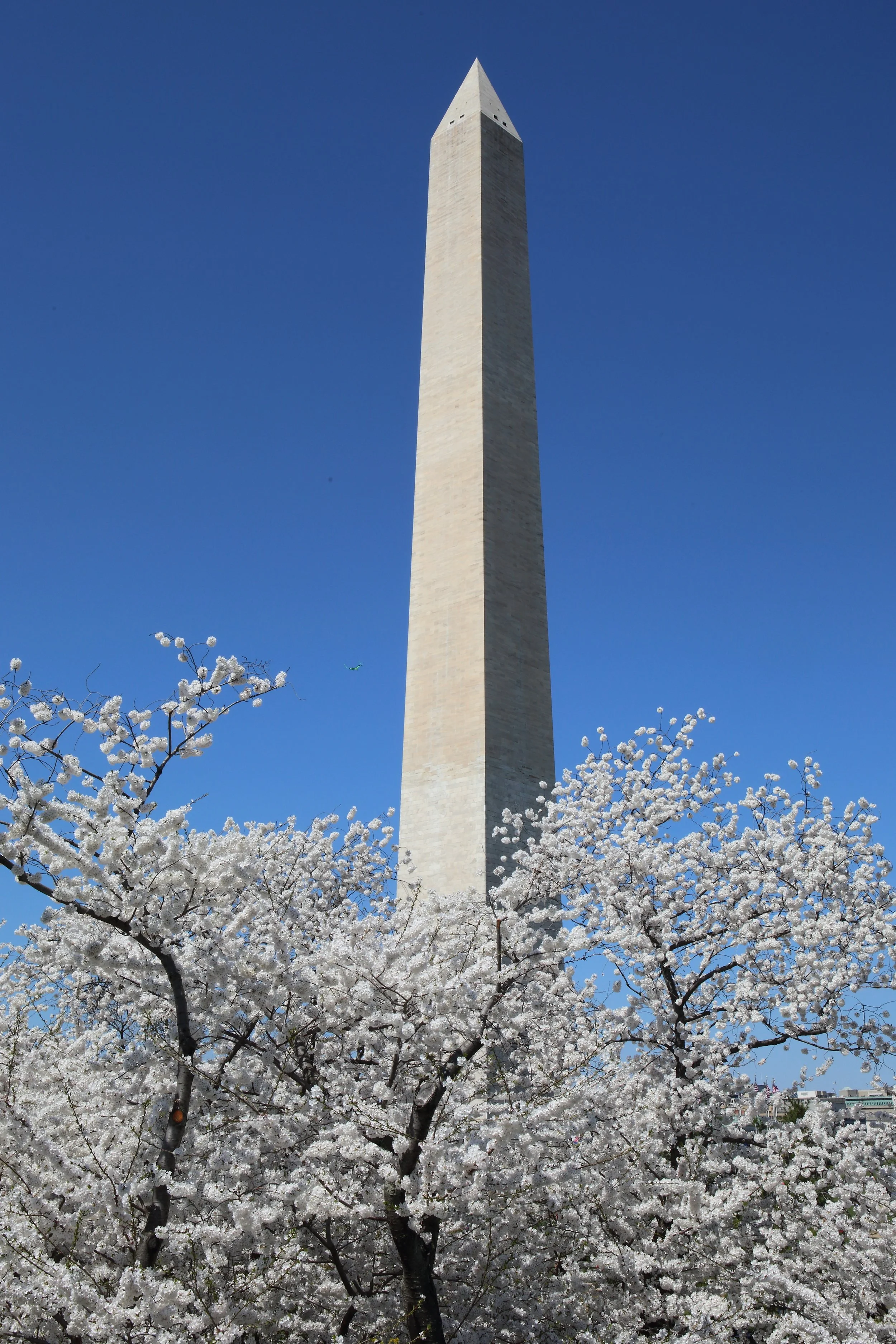 Cherry Blossom Festival168.jpeg