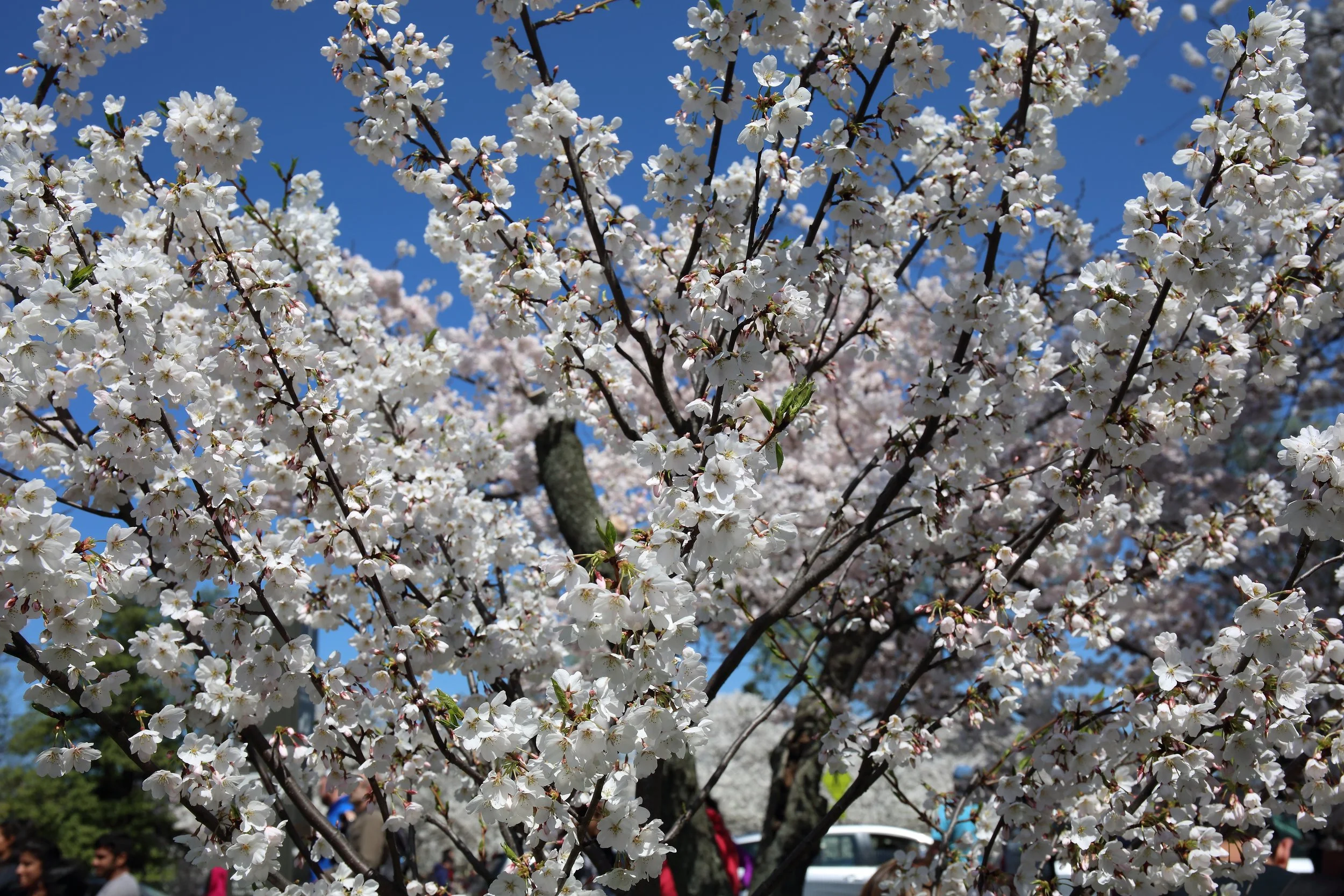 Cherry Blossom Festival091.jpeg