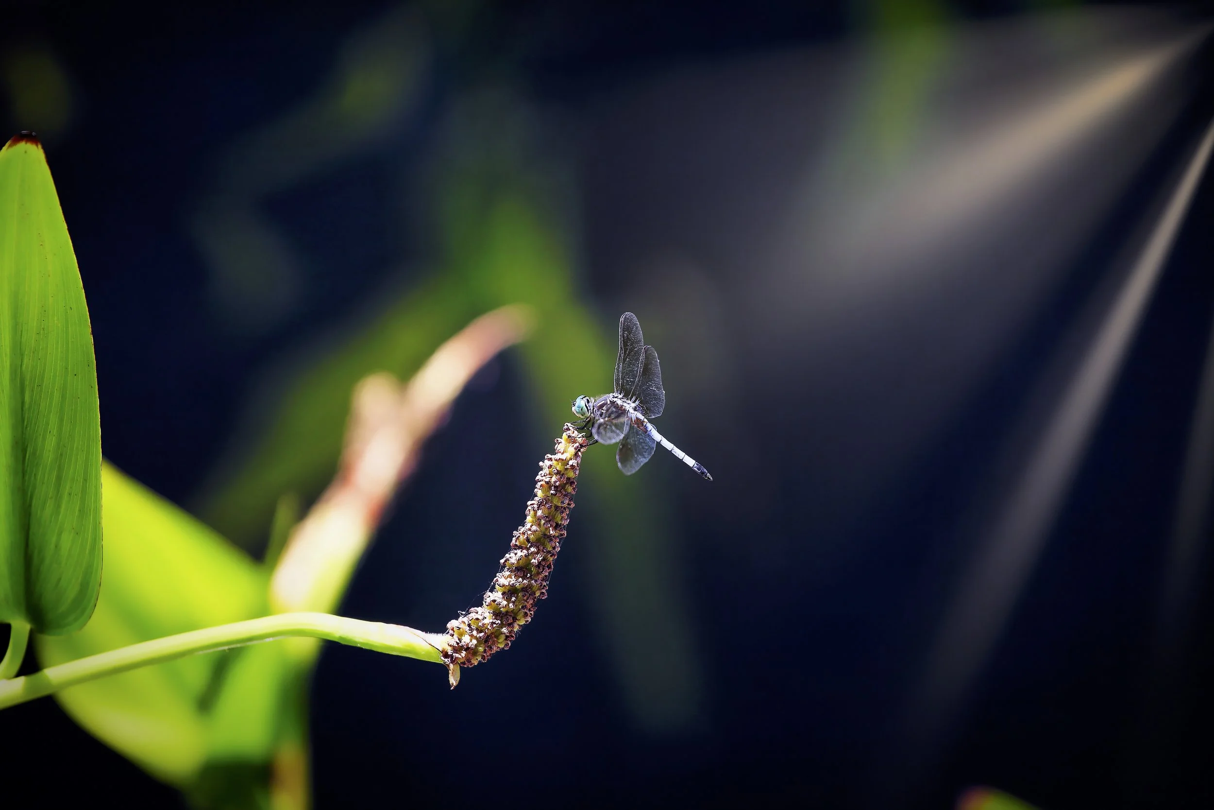 A small dragonfly perched on the tip of a green plant stem against a dark blurred background.