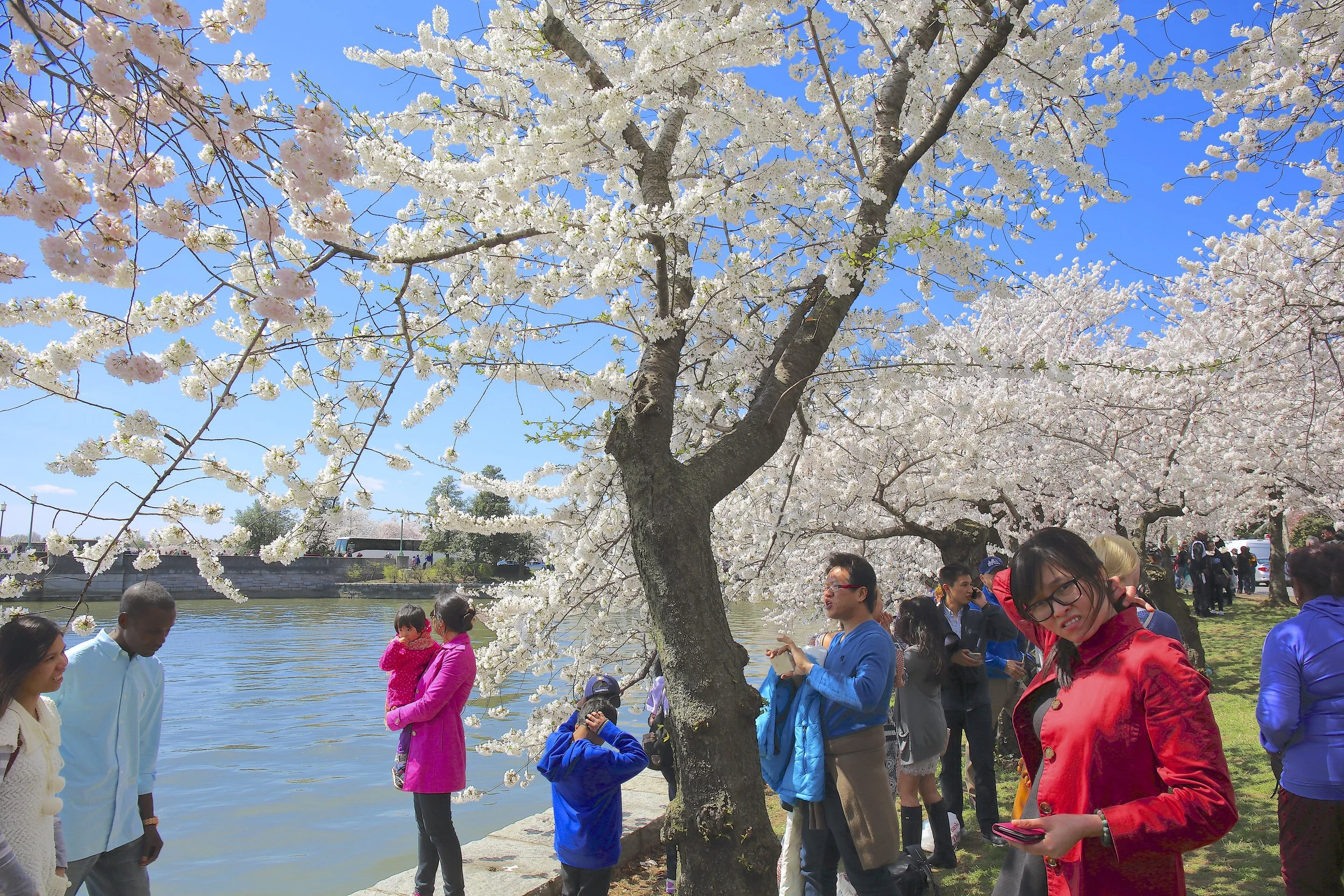 Cherry Blossom Festival052.jpeg