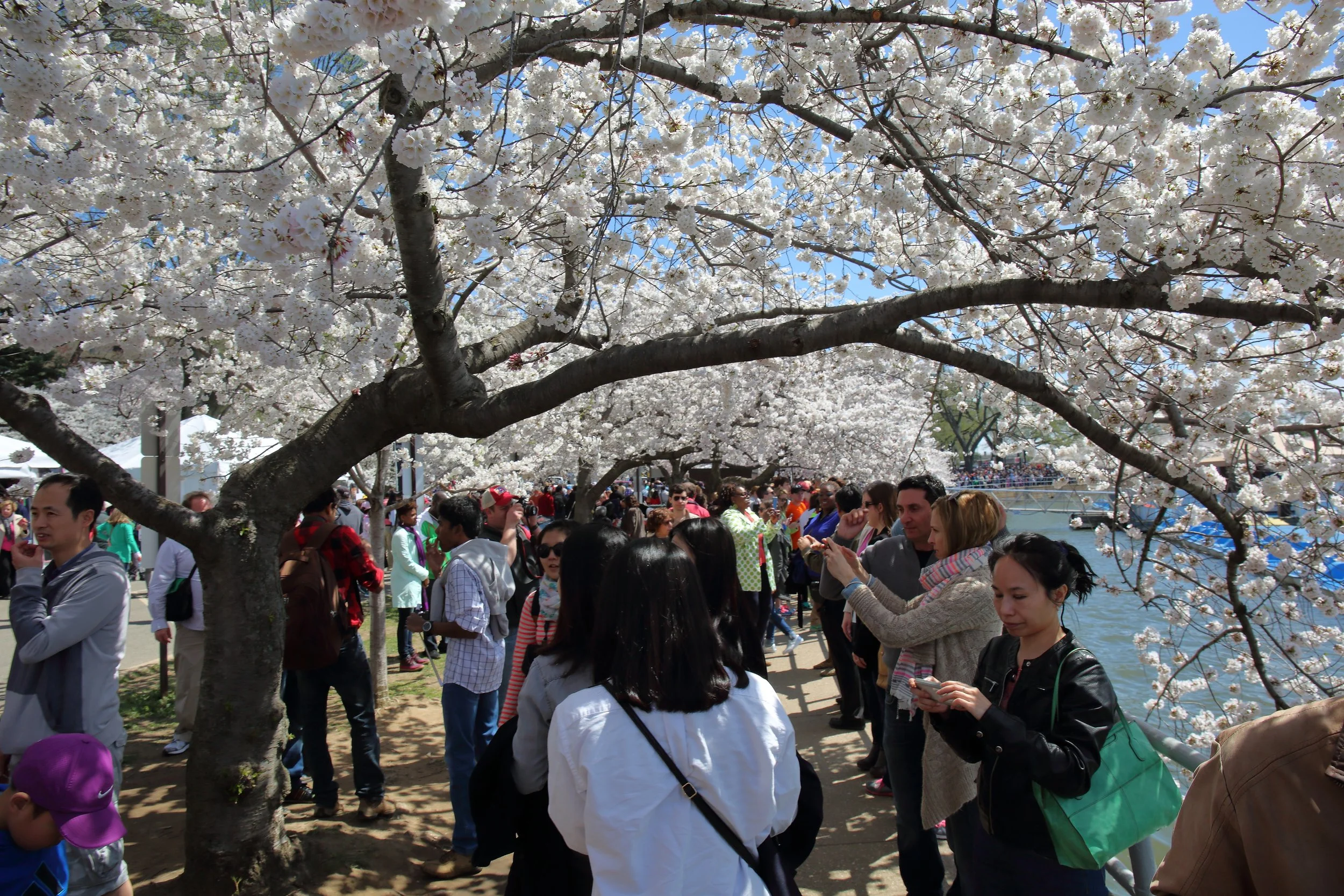 Cherry Blossom Festival135.jpeg